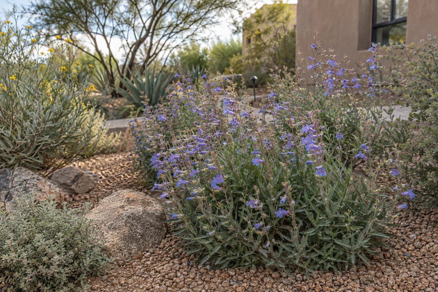 Parry's penstemon spikes rising above low groundcovers mulched with decomposed granite at Desert Horizon Nursery