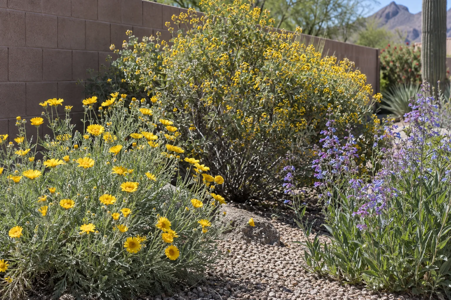 Yellow desert marigold and brittlebush blooming beside pink penstemon spikes along a sunny block wall