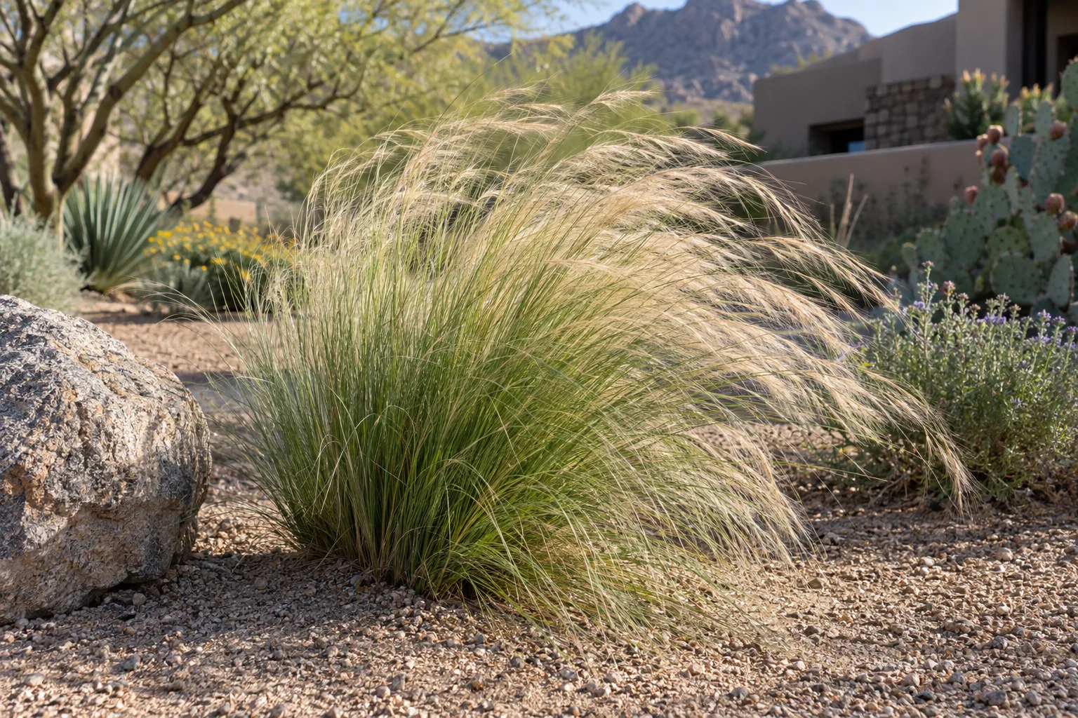Needle grass clump with fine threadlike green leaves and golden feathery seed heads