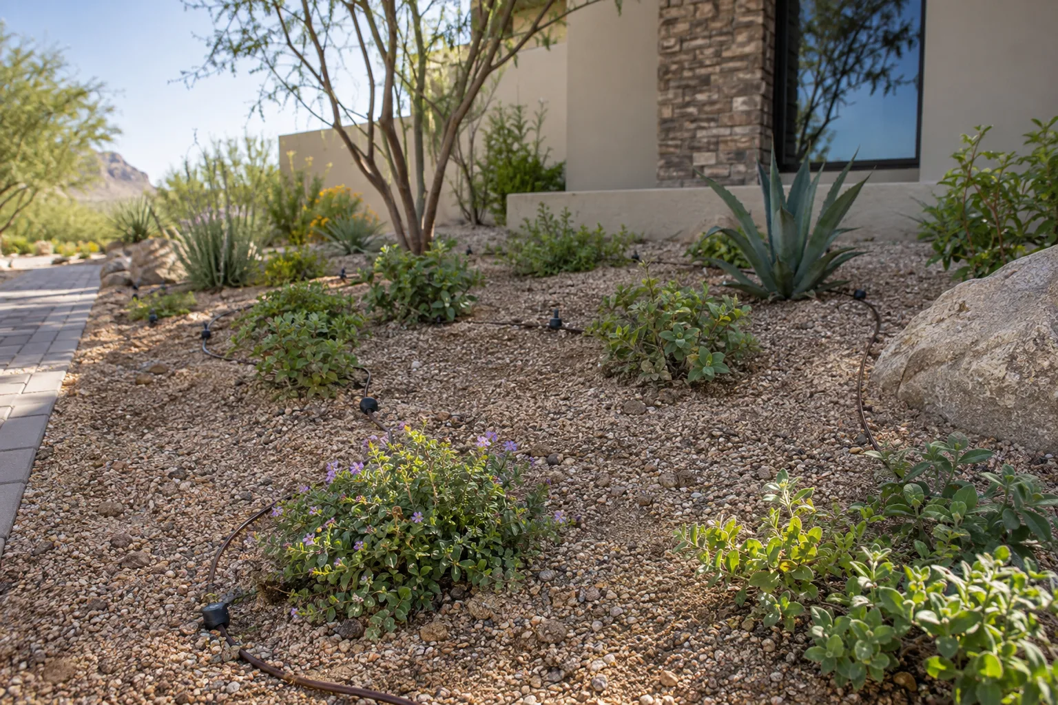 Young groundcover plants with drip emitters and decomposed granite mulch in Queen Creek