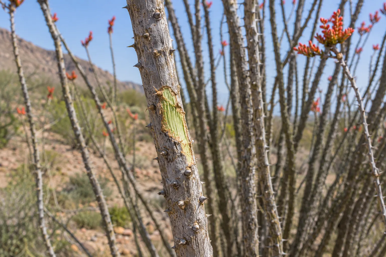 Scratched patch on a leafless ocotillo cane revealing green living tissue underneath