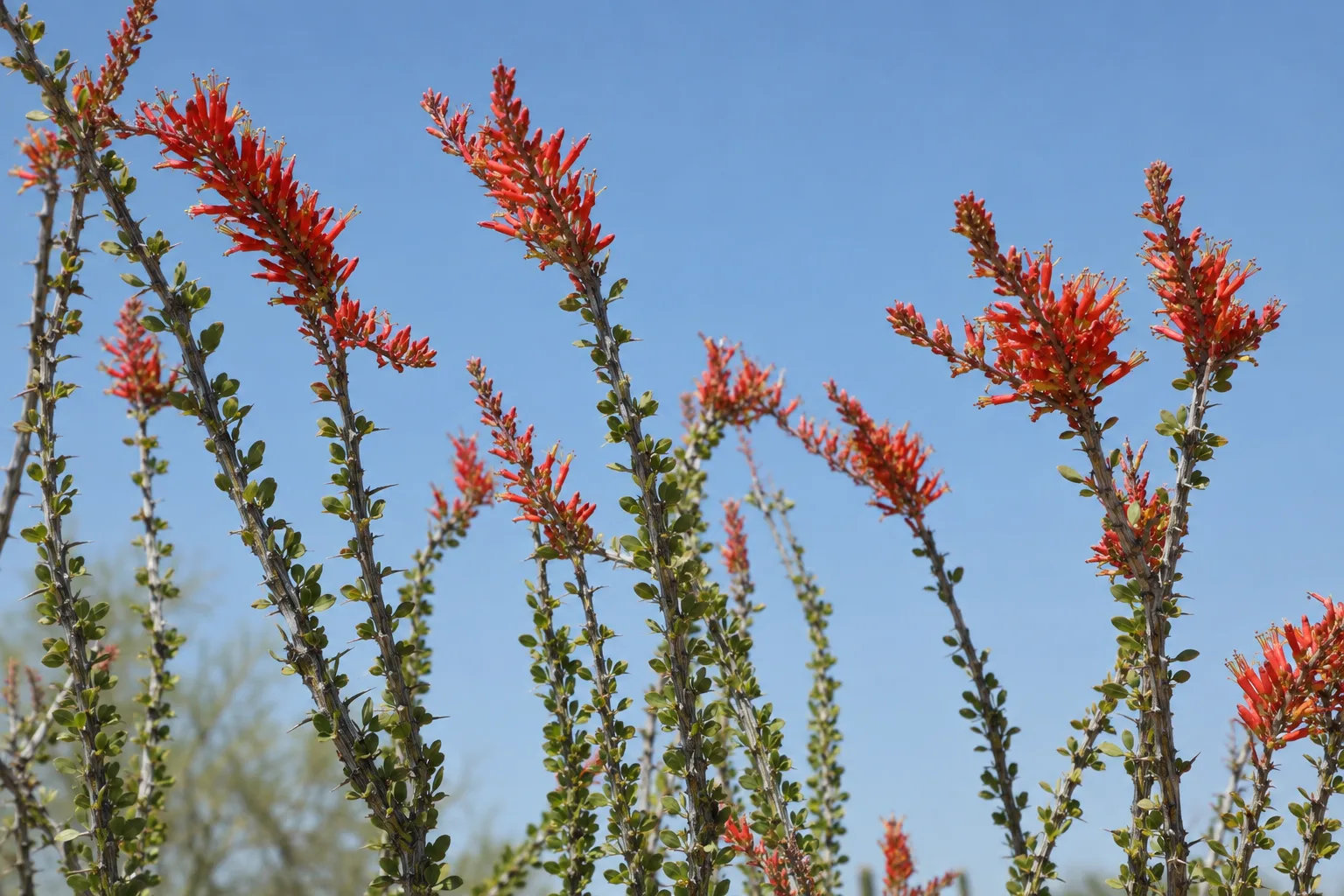 Ocotillo canes topped with red flower clusters in a Queen Creek yard
