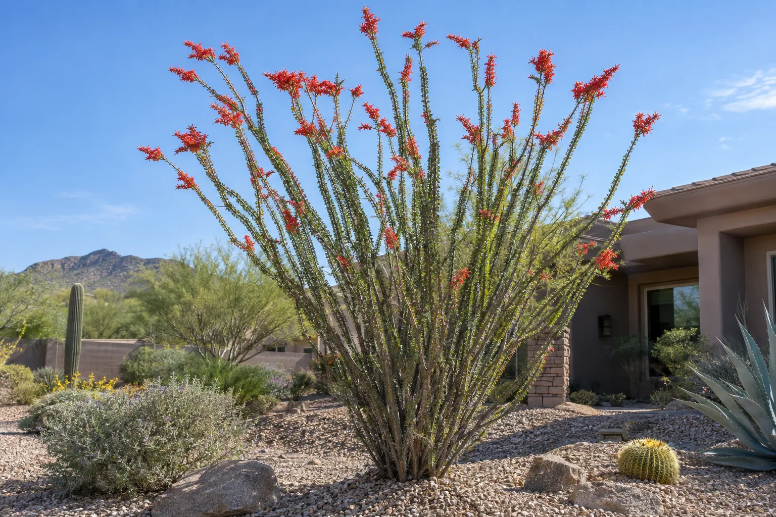 Mature ocotillo canes topped with red flowers rising from a gravel desert garden bed