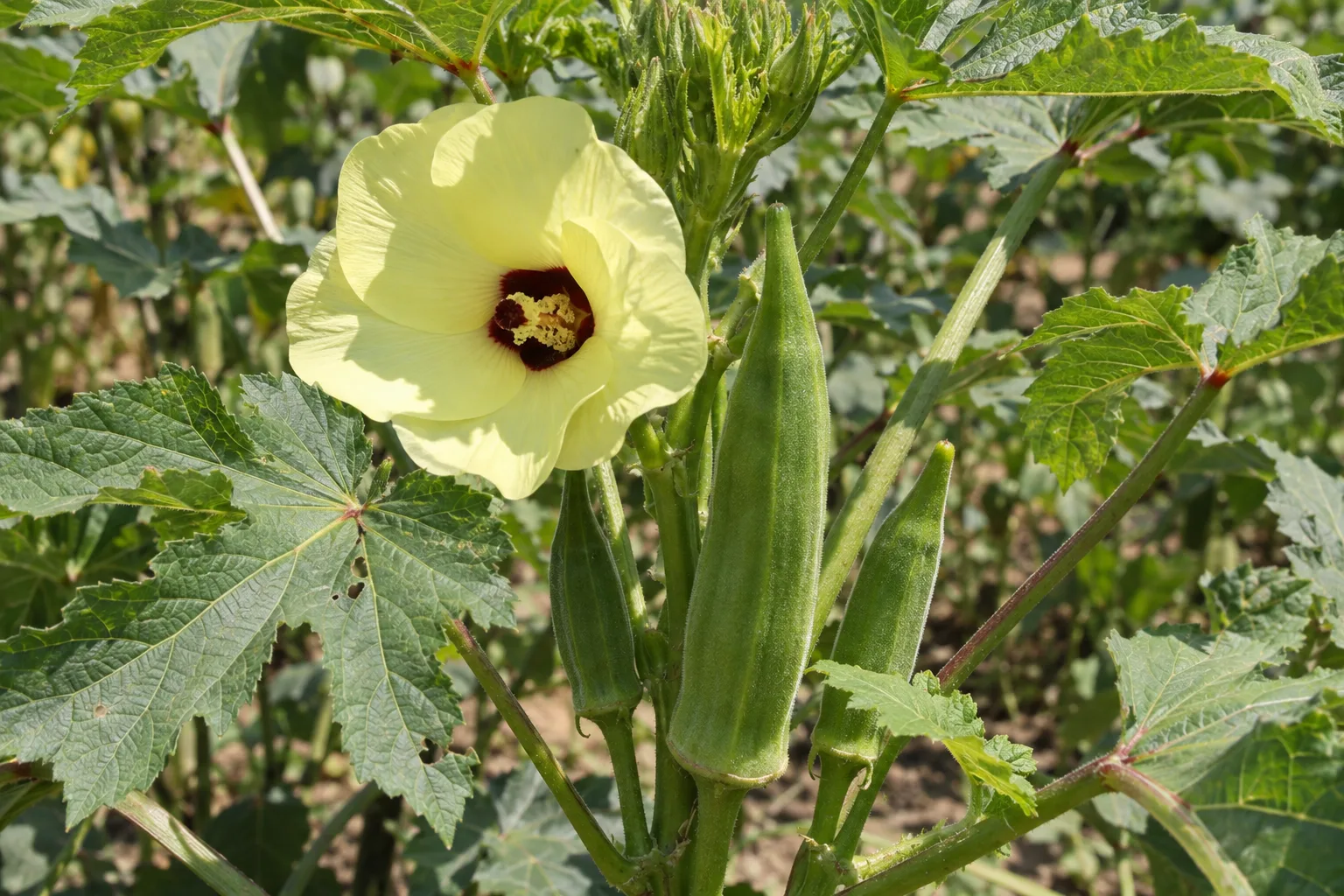 Okra plant with a yellow flower and young green pods growing in a sunny bed