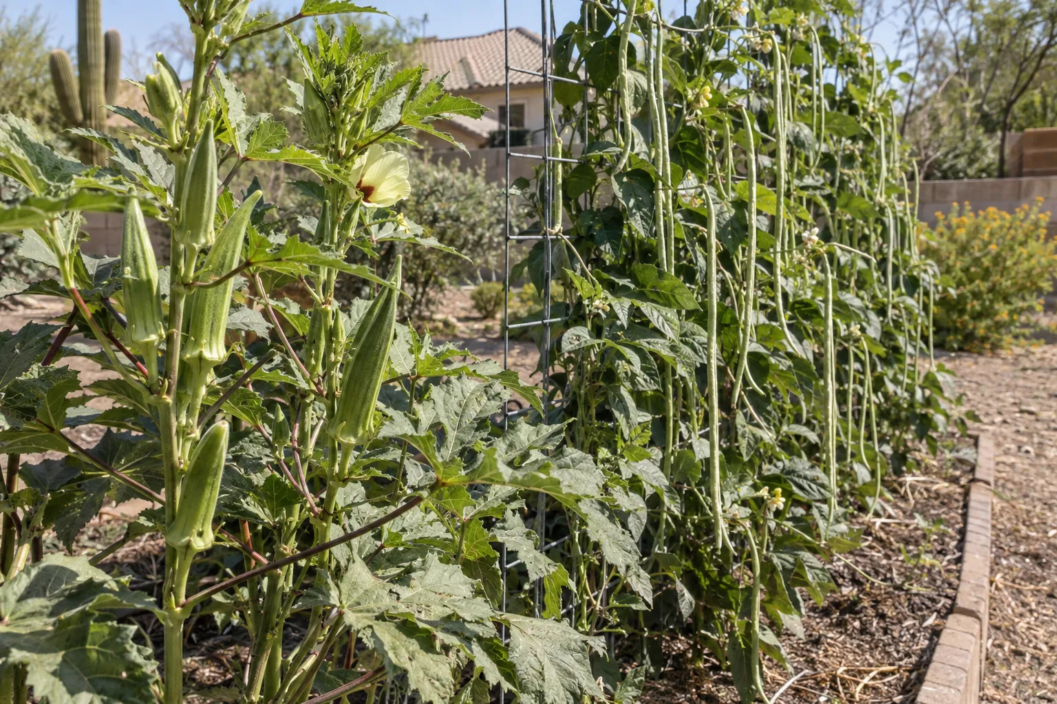Okra plants and yard-long beans on a trellis growing in summer sunshine