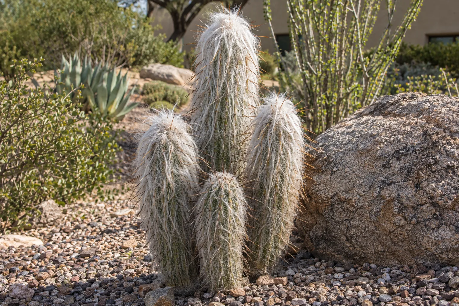 Old man of the Andes cactus with columns covered in shaggy white hair and golden spines in gravel