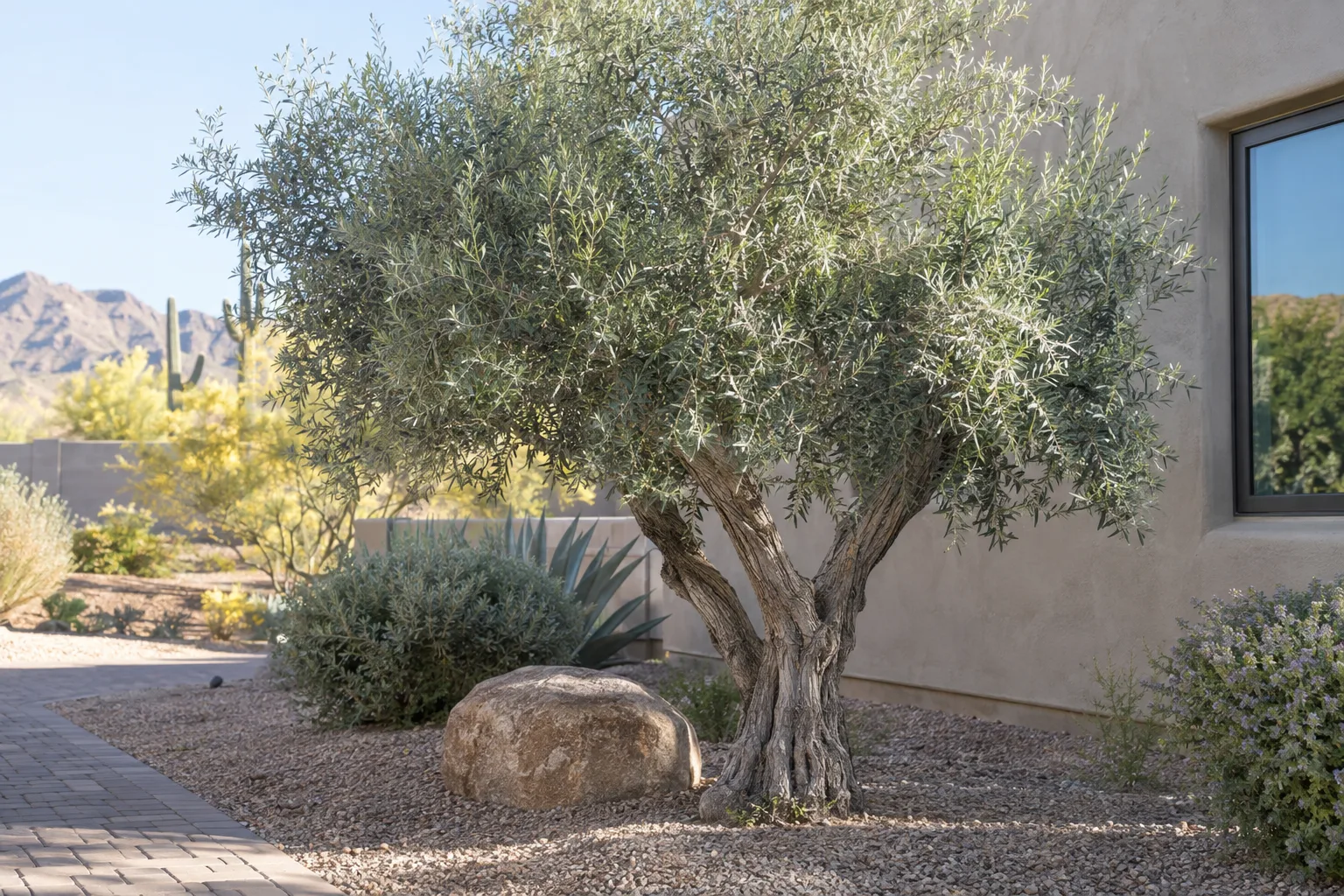 Silvery-leaved olive tree growing against a stucco wall in a sunny low desert yard