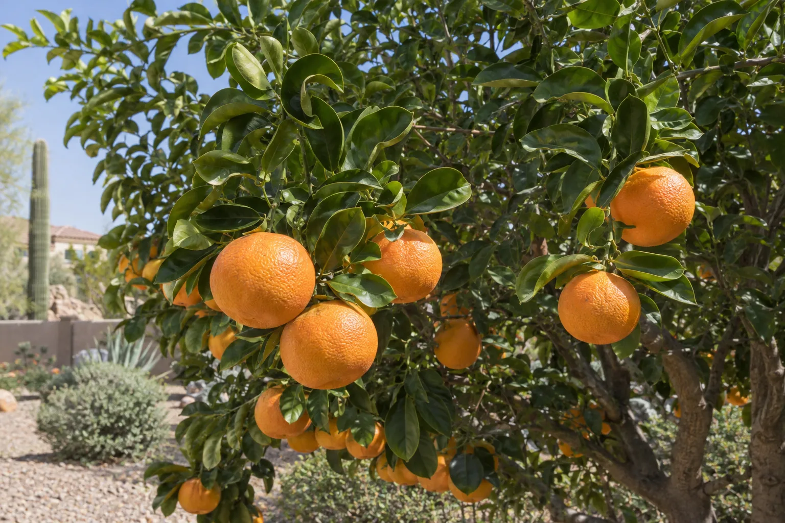 Orlando tangelo tree with round deep orange fruit and distinctive cupped dark green leaves