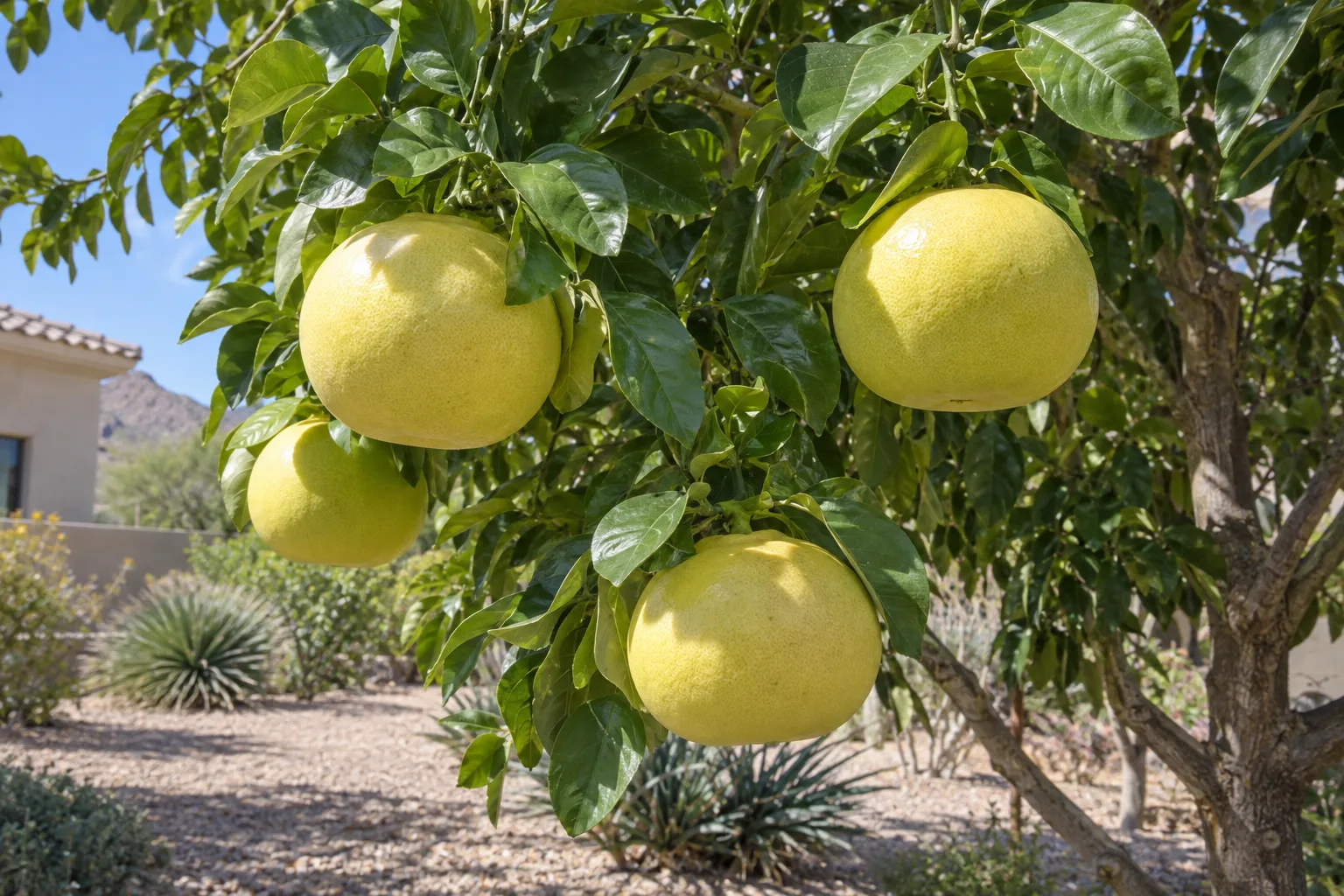 Oro Blanco grapefruit tree with large pale greenish-yellow fruit among glossy green leaves