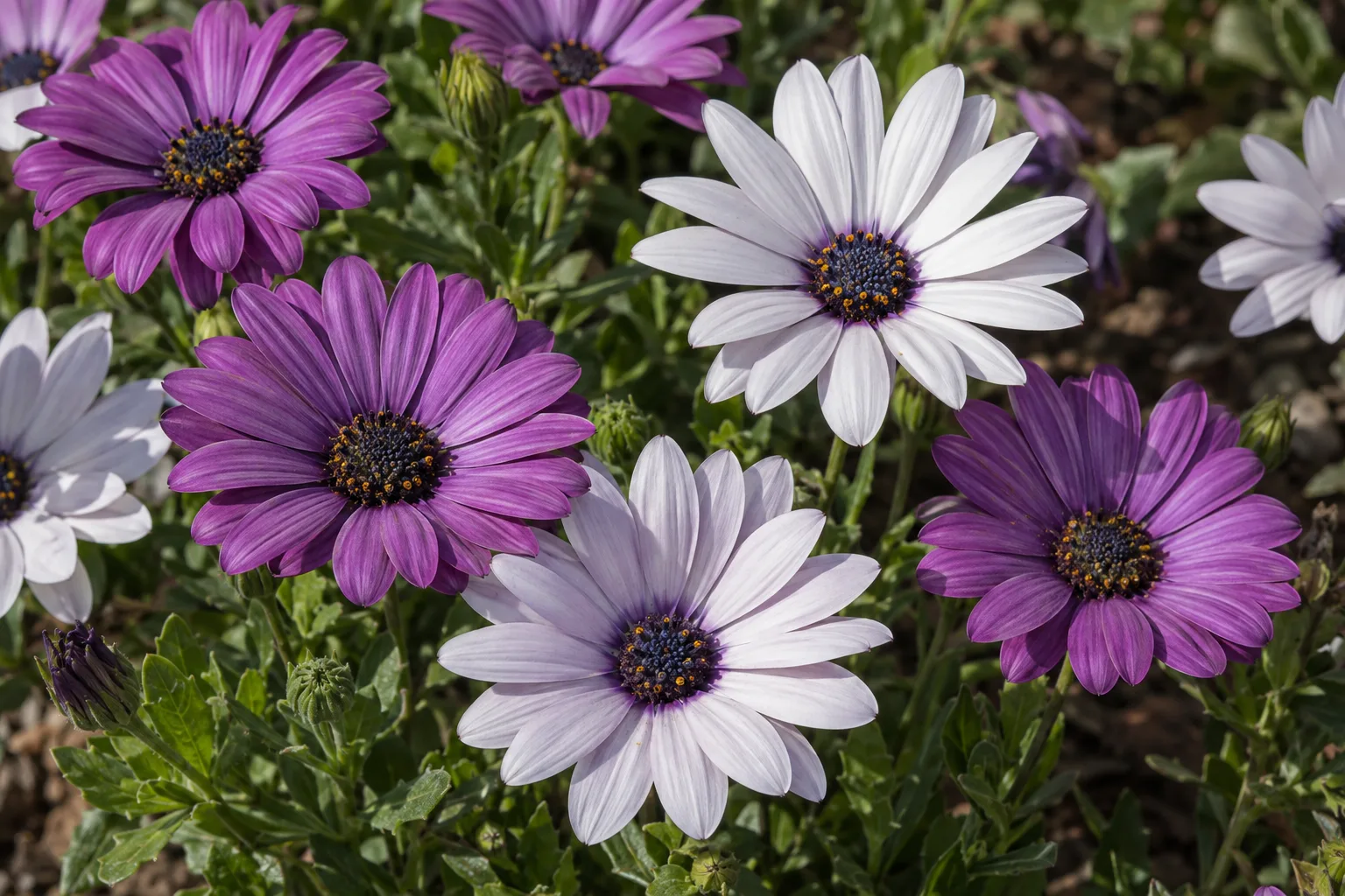 Purple and white osteospermum daisies open in full sun in a terracotta pot