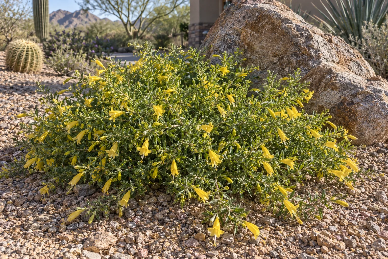 Outback Sunrise emu bush spreading low with bright green leaves and yellow tubular flowers