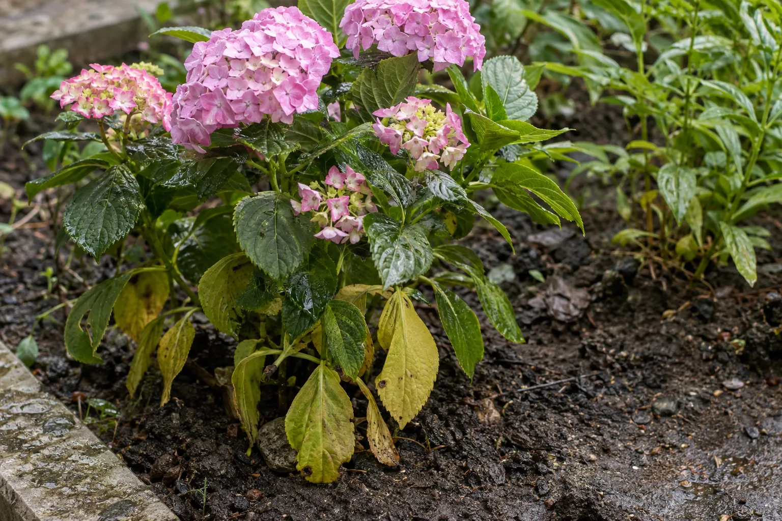 Yellowing soft leaves on a desert shrub growing in overly wet soil