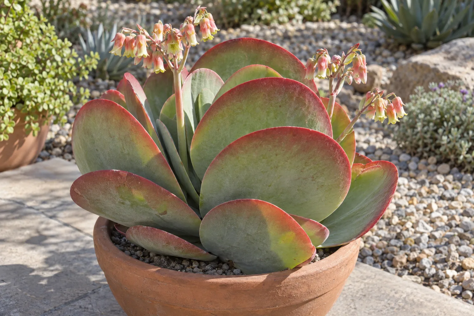 Paddle plant with stacked round grey-green leaves edged in red in a terracotta pot