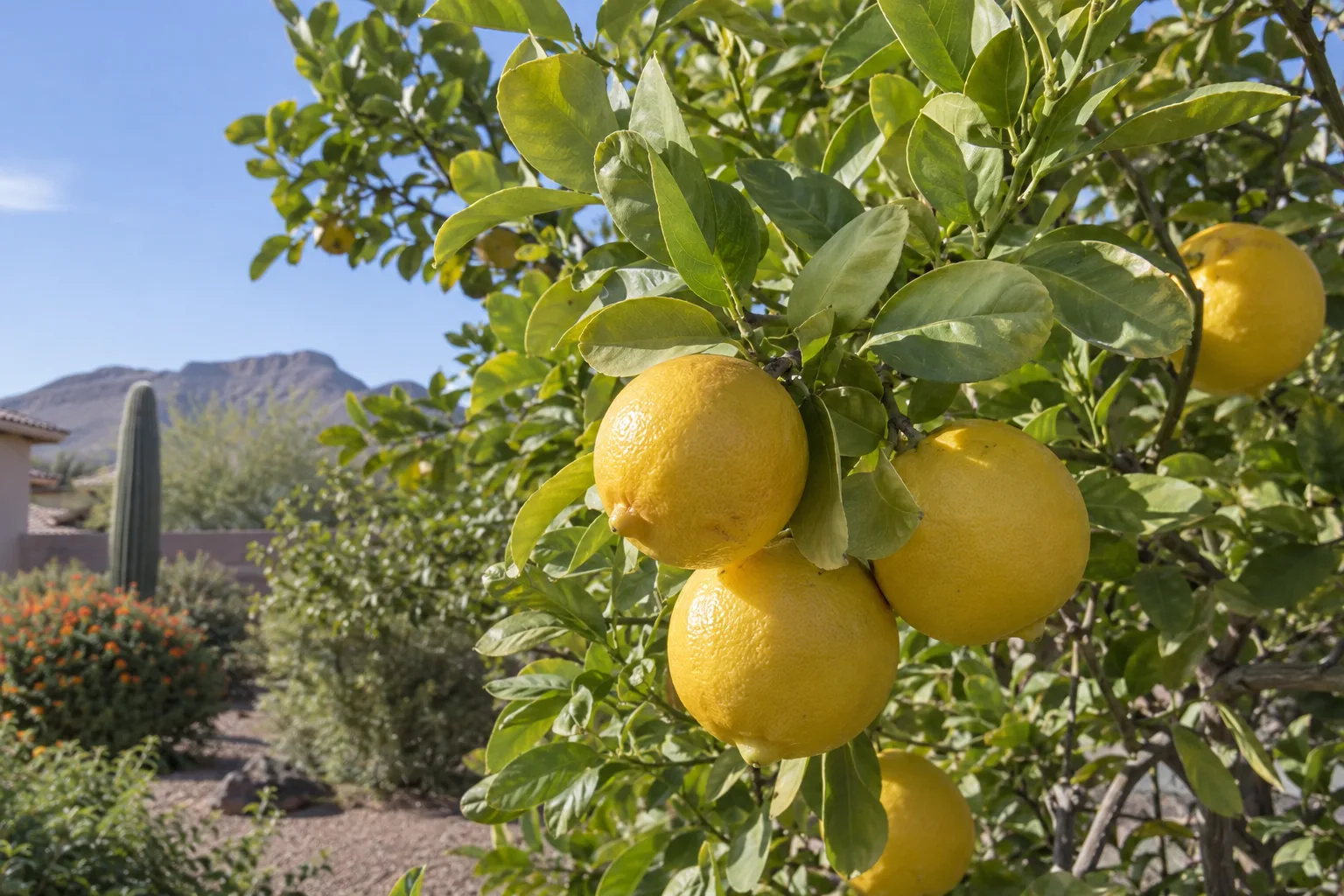 Palestine sweet lime tree with round smooth yellow fruit among pale green leaves