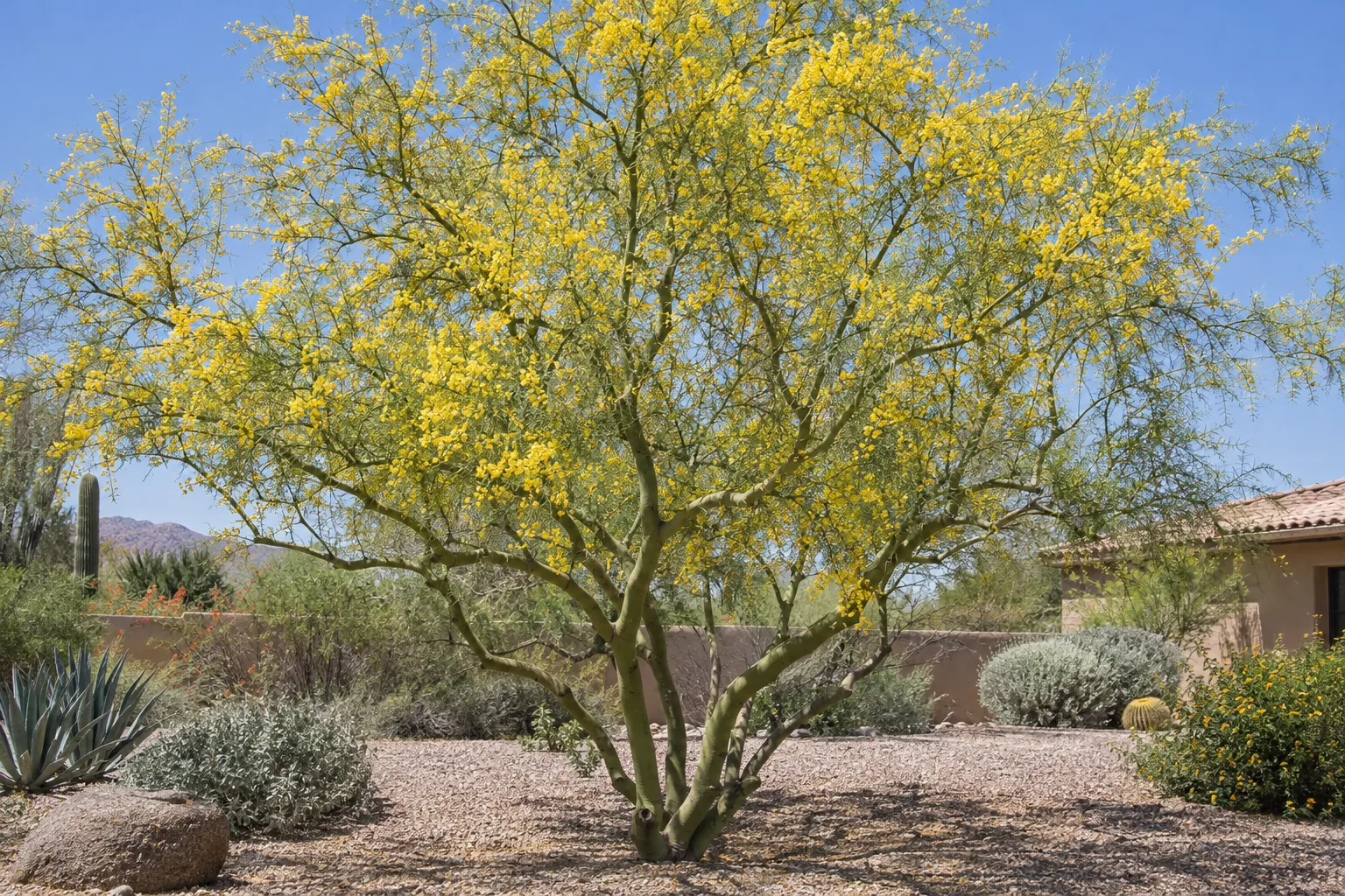 Palo rojo, a small multi-trunk desert tree with green bark, crooked branches and abundant yellow flowers