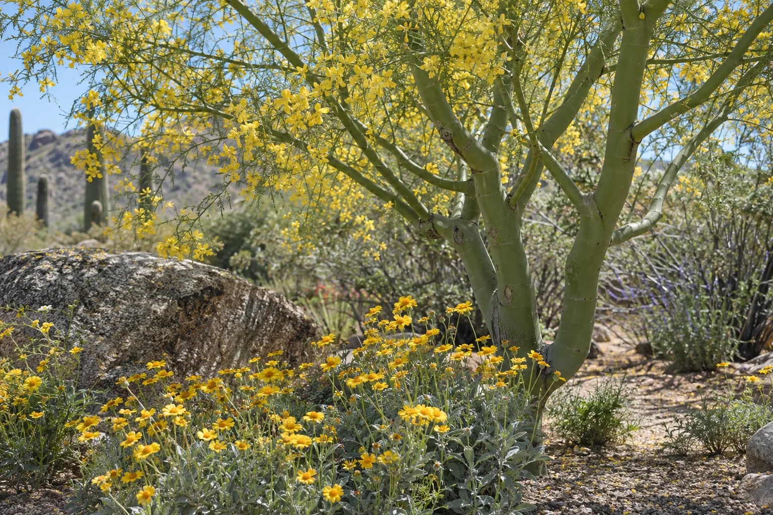 Blue palo verde in yellow bloom above low desert marigold plants