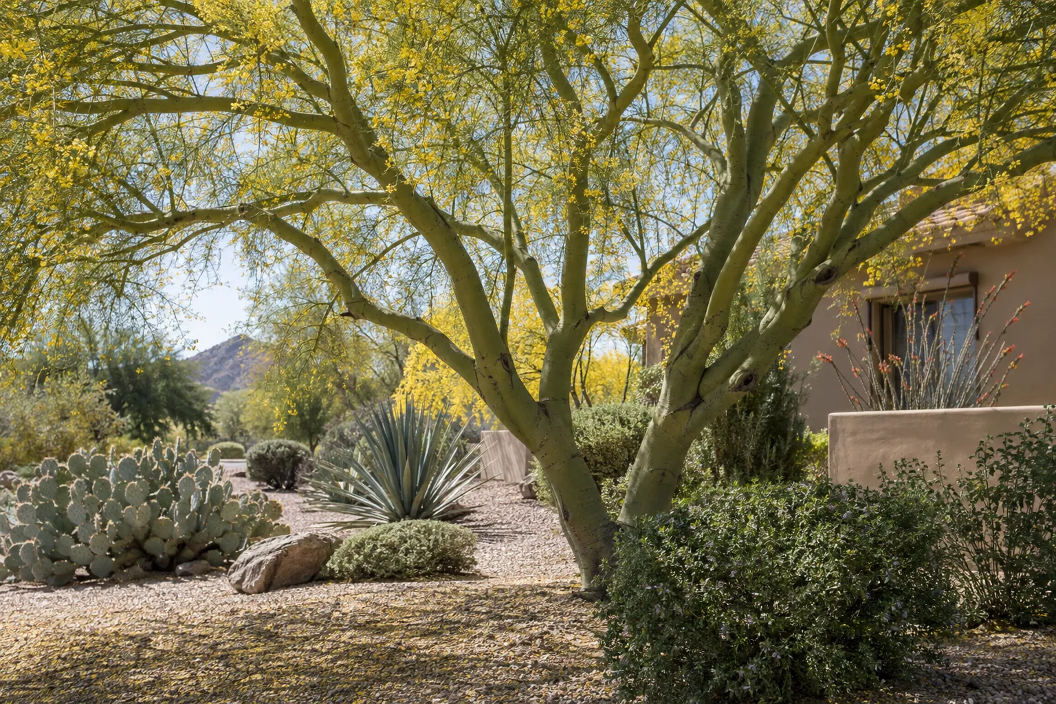 Palo verde in yellow bloom shading a low-water planting bed in Queen Creek