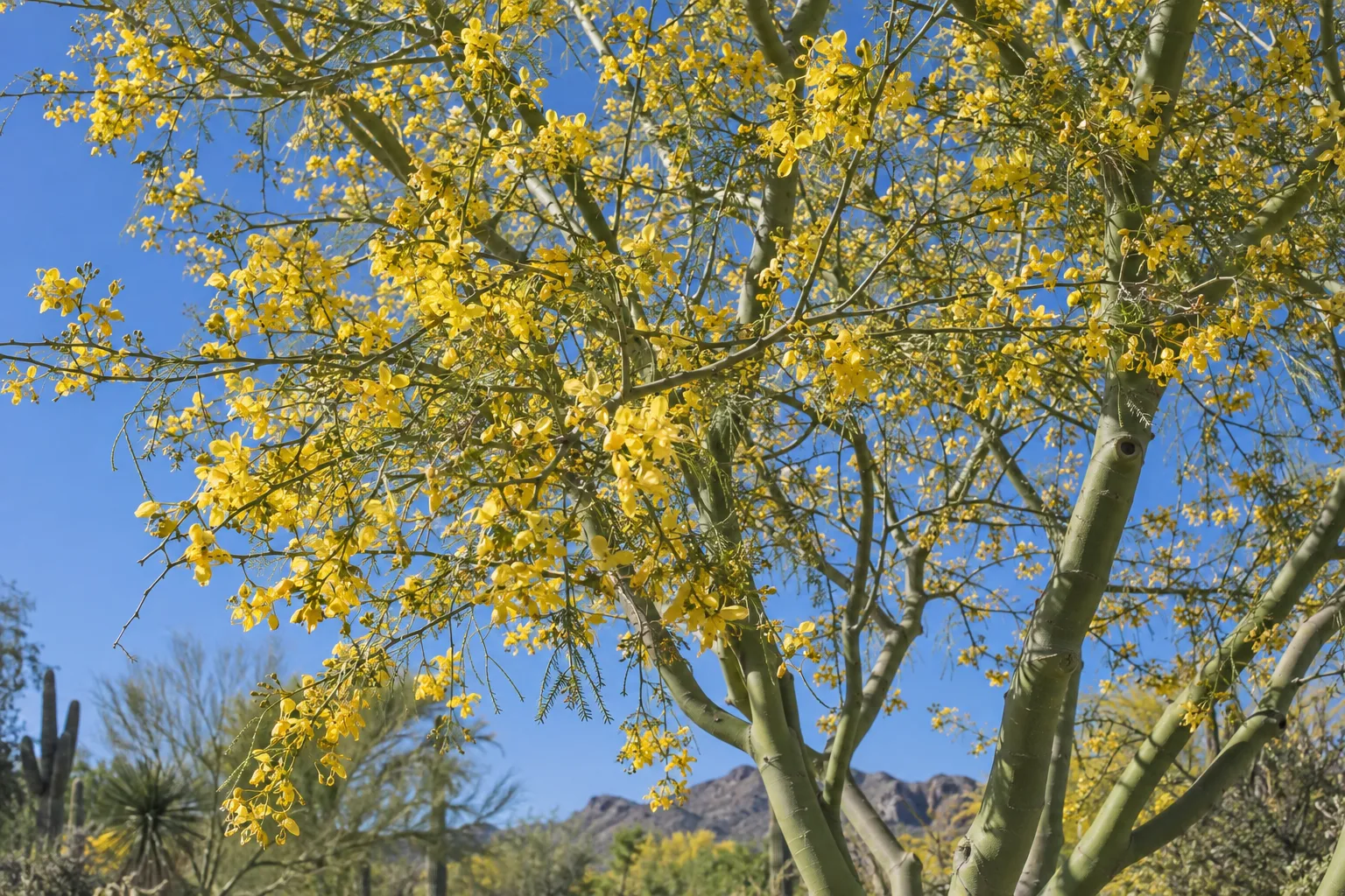 Blue palo verde in full yellow bloom in an East Valley yard