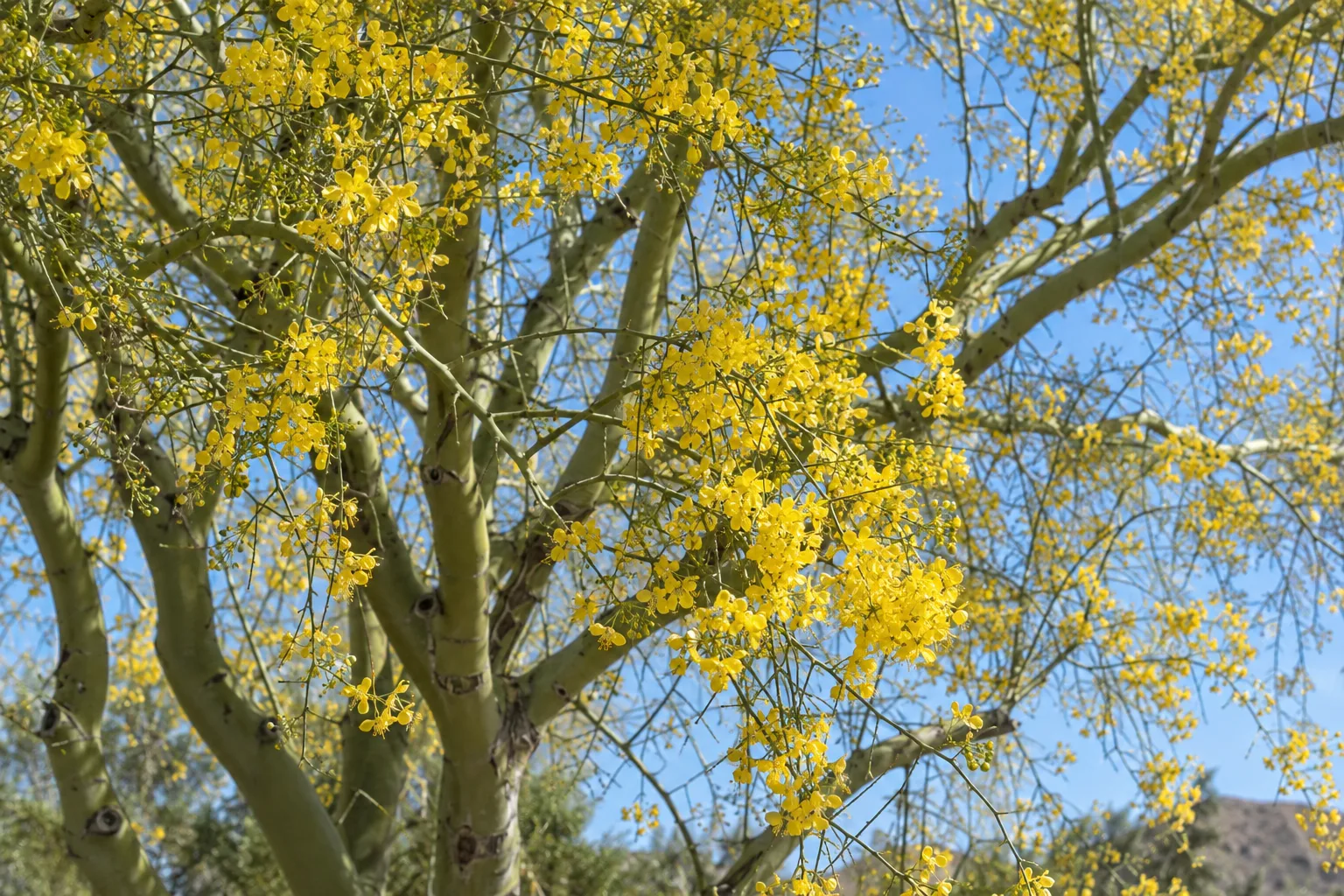 Palo verde tree in full yellow bloom beside a block wall in spring