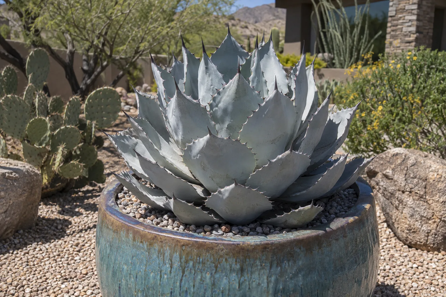 Blue-gray Parry's agave rosette growing in a large glazed container in bright sunlight