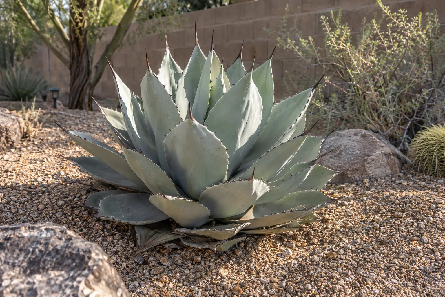 Blue-gray Parry's agave rosette in a gravel bed against a tan block wall