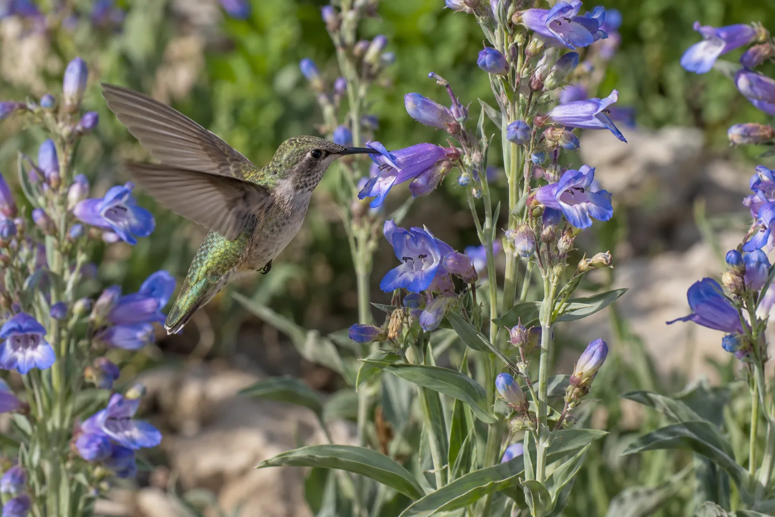 Pink penstemon flower stalks rising above gray-green leaves with a hummingbird feeding at the blooms