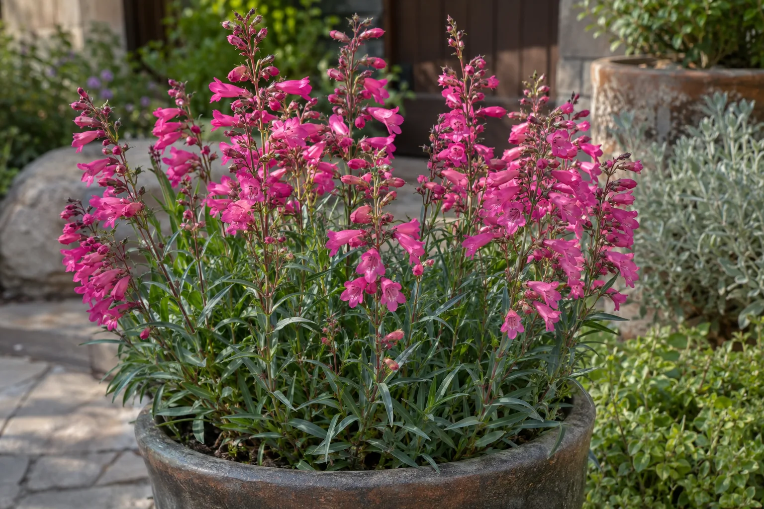 Hot pink Parry's penstemon flower spikes rising from a gravel-topped container