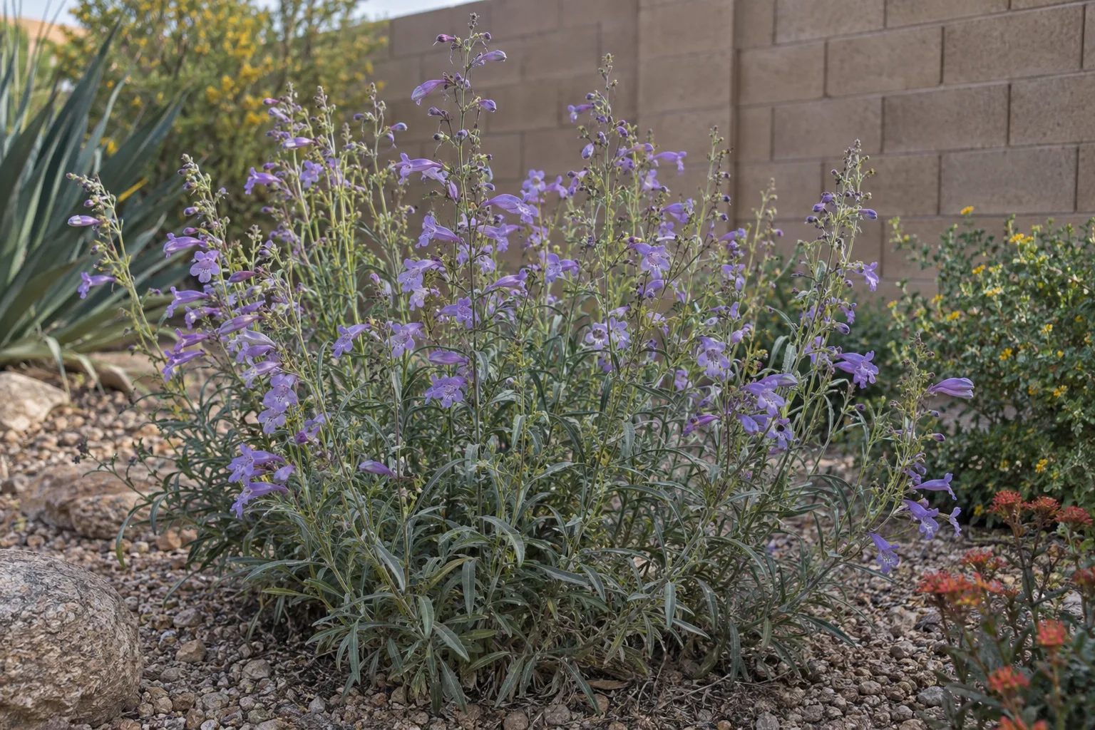 Pink Parry's penstemon blooming in a Queen Creek garden bed beside a block wall