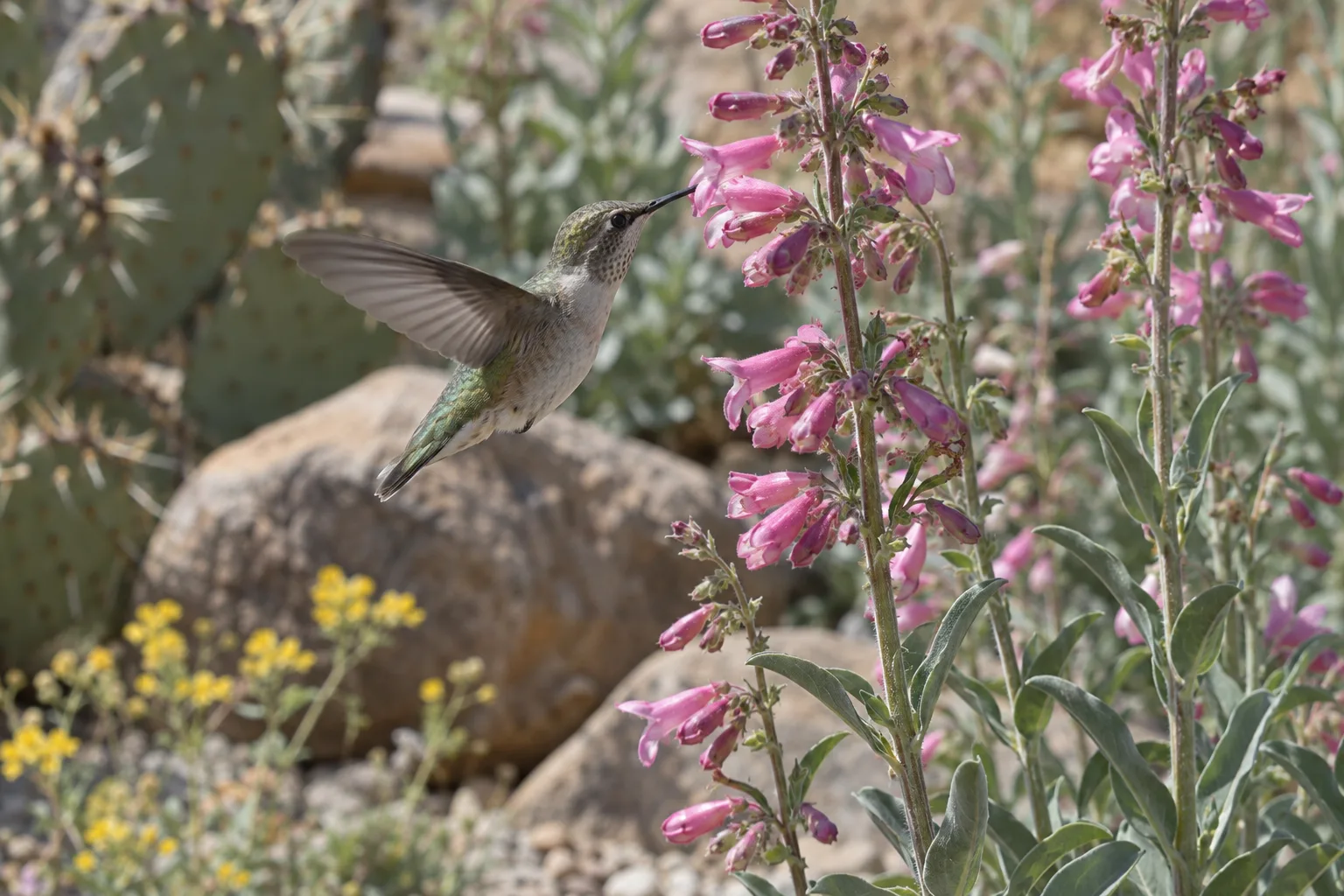 Hummingbird hovering at a tall spike of hot-pink Parry's penstemon flowers
