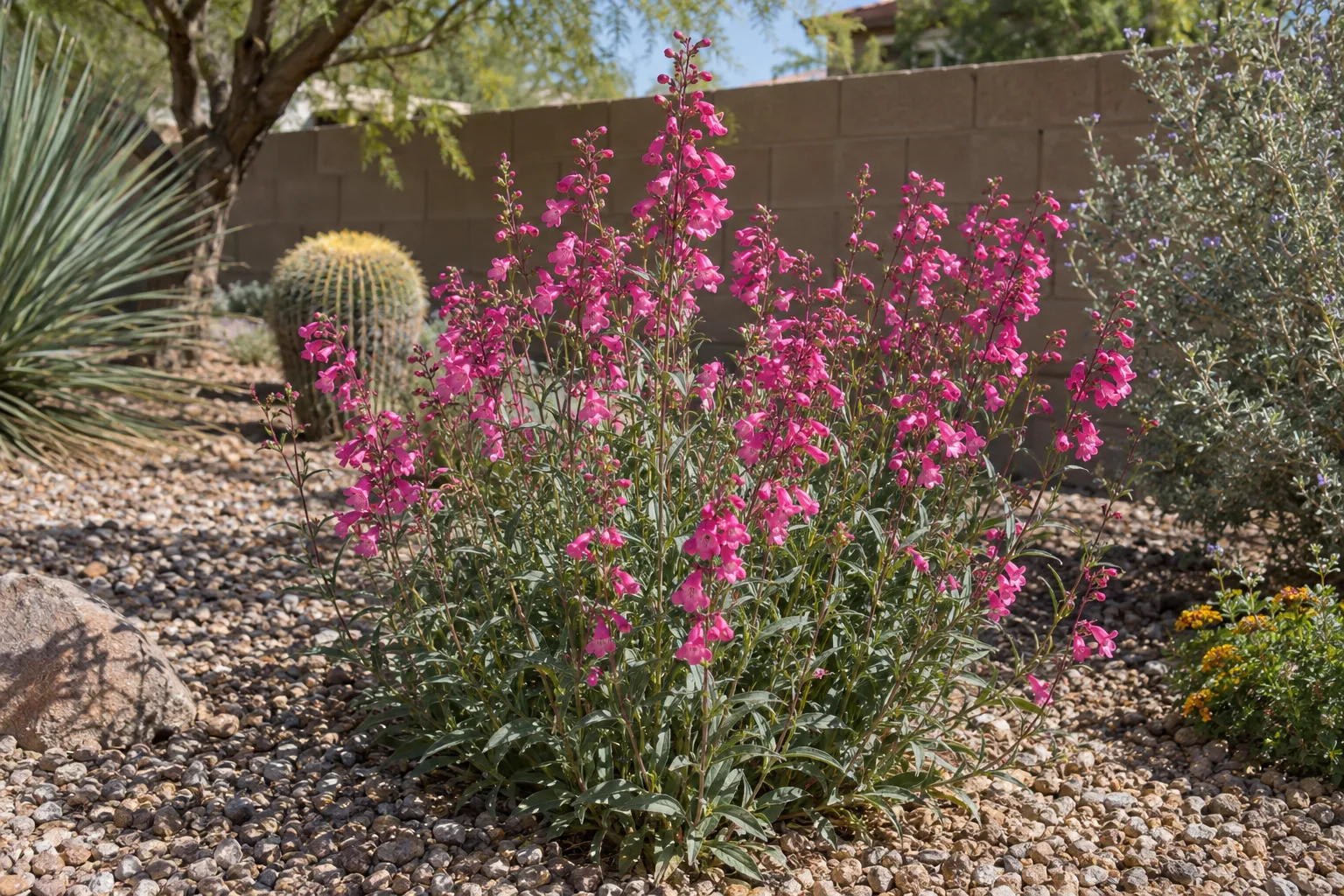 Tall hot pink Parry's penstemon flower spikes blooming above gray-green leaves in a gravel bed