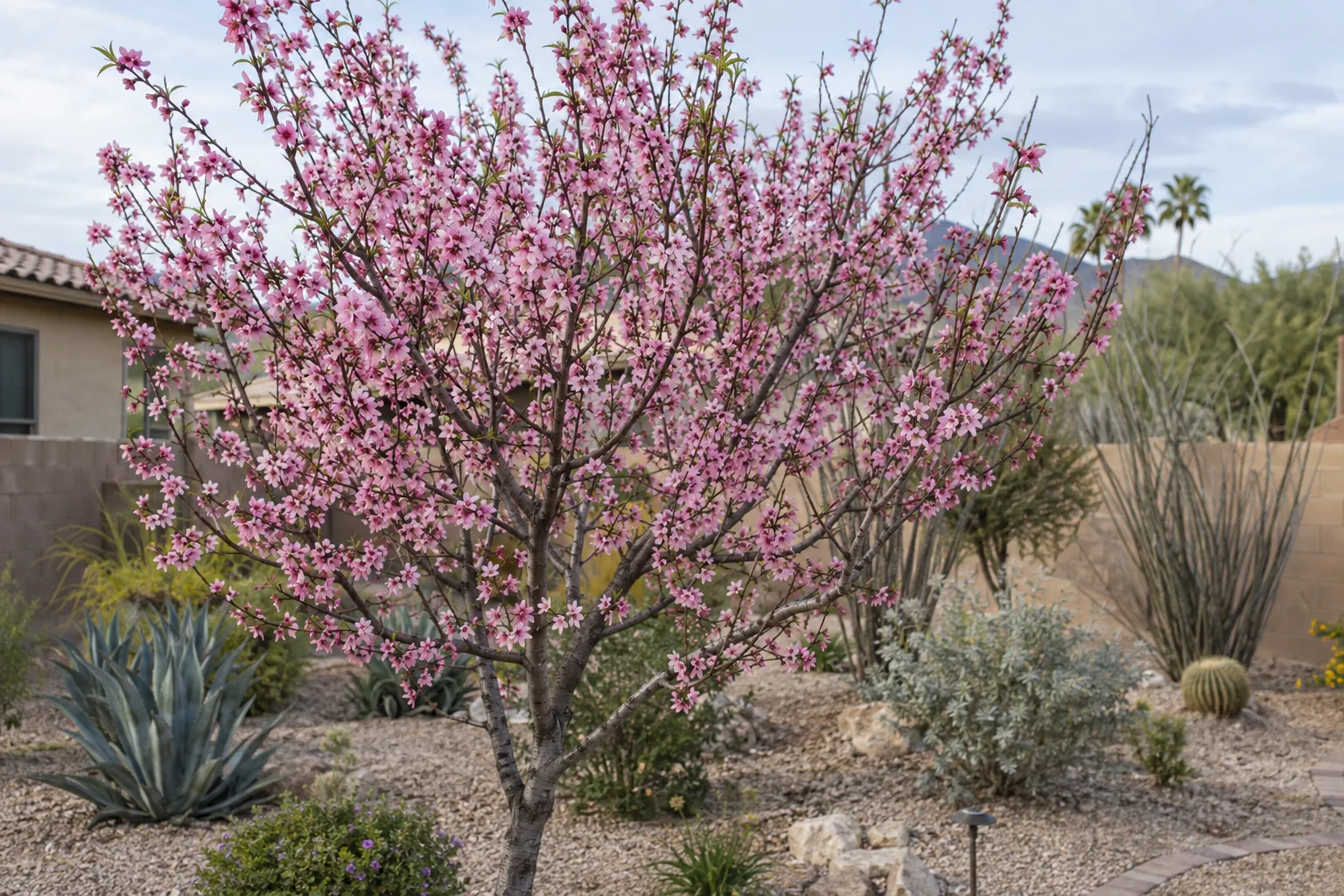 Pink peach blossoms covering a young tree in a sunny desert backyard