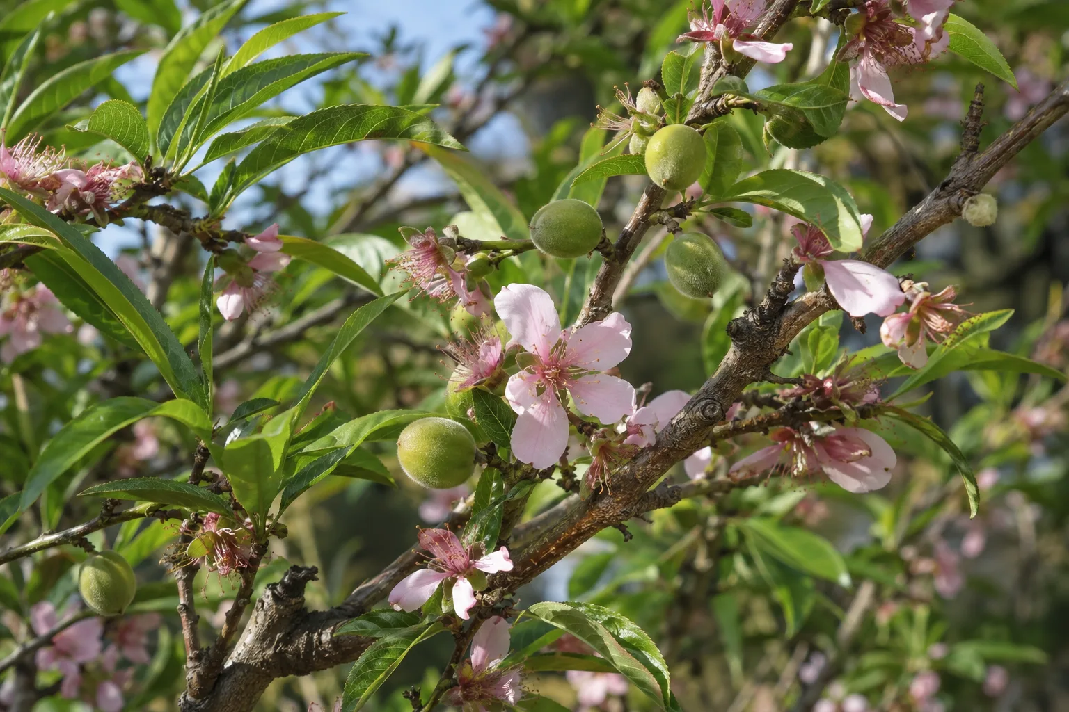 Young green peaches ripening on a leafy branch in a low desert backyard