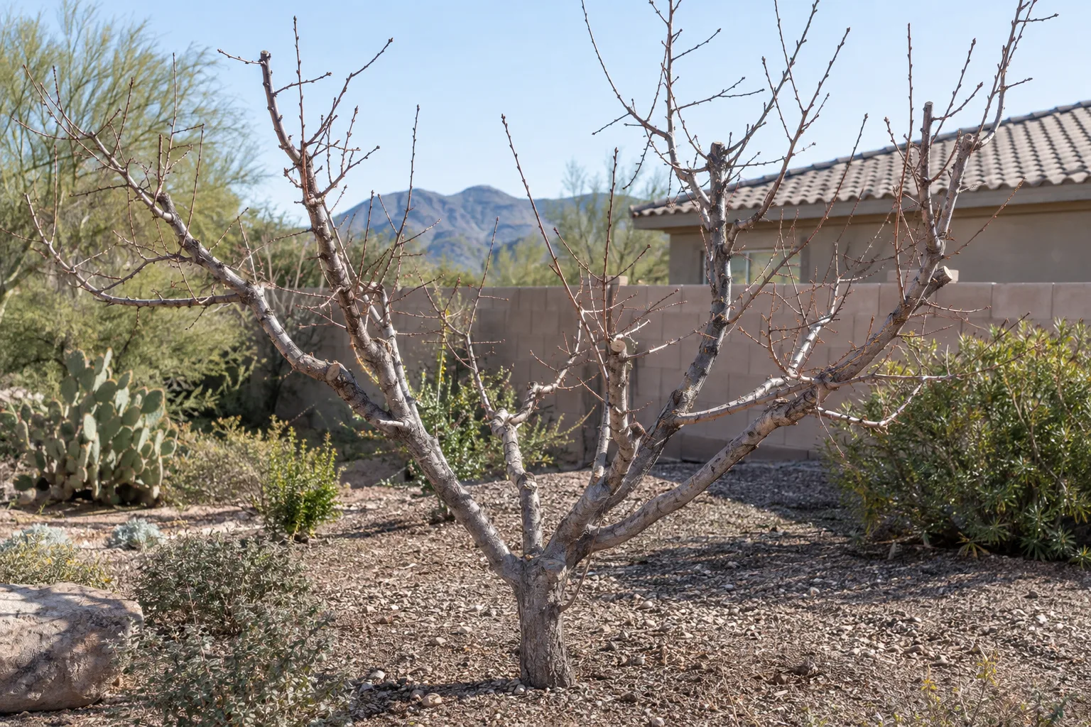 Leafless peach tree pruned into an open vase shape in a Queen Creek yard