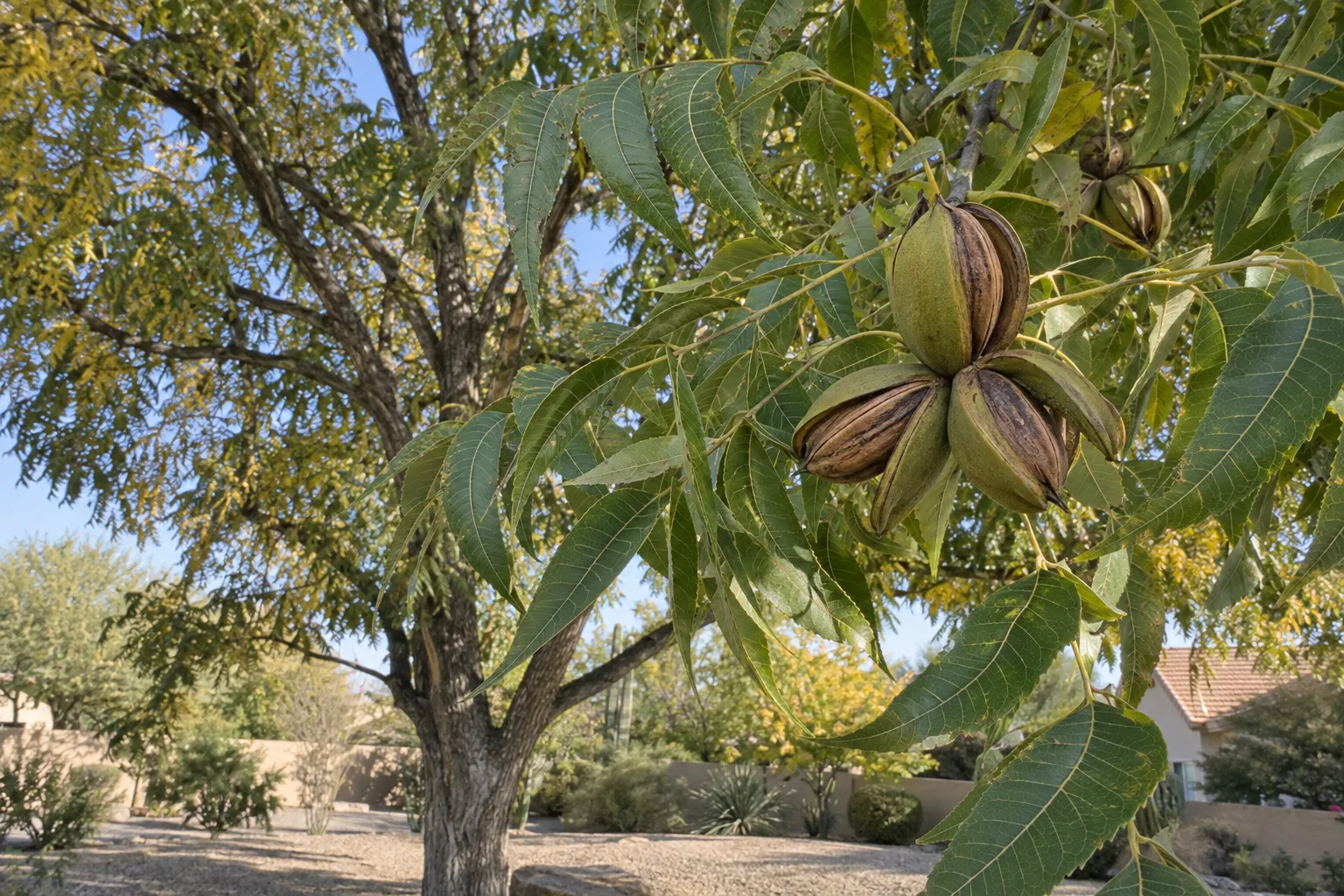 Western Schley pecan tree with feathery green leaves and clusters of husks splitting to show slender nuts