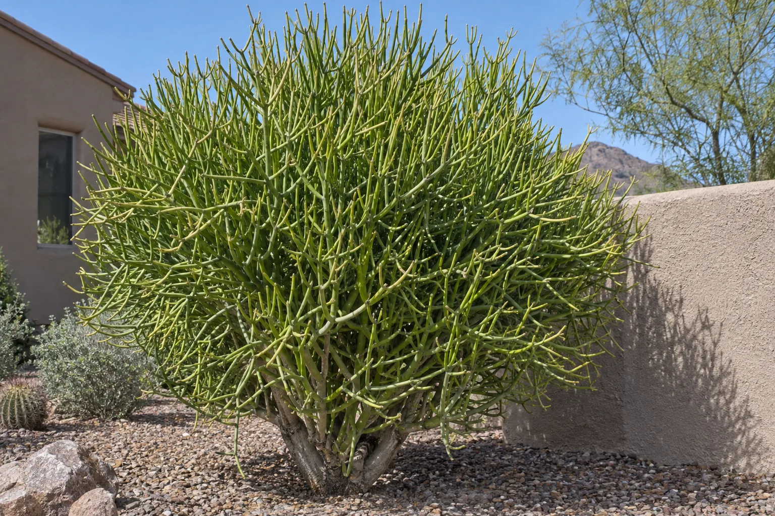 Pencil cactus shrub with a dense crown of thin bright green leafless stems in a gravel yard