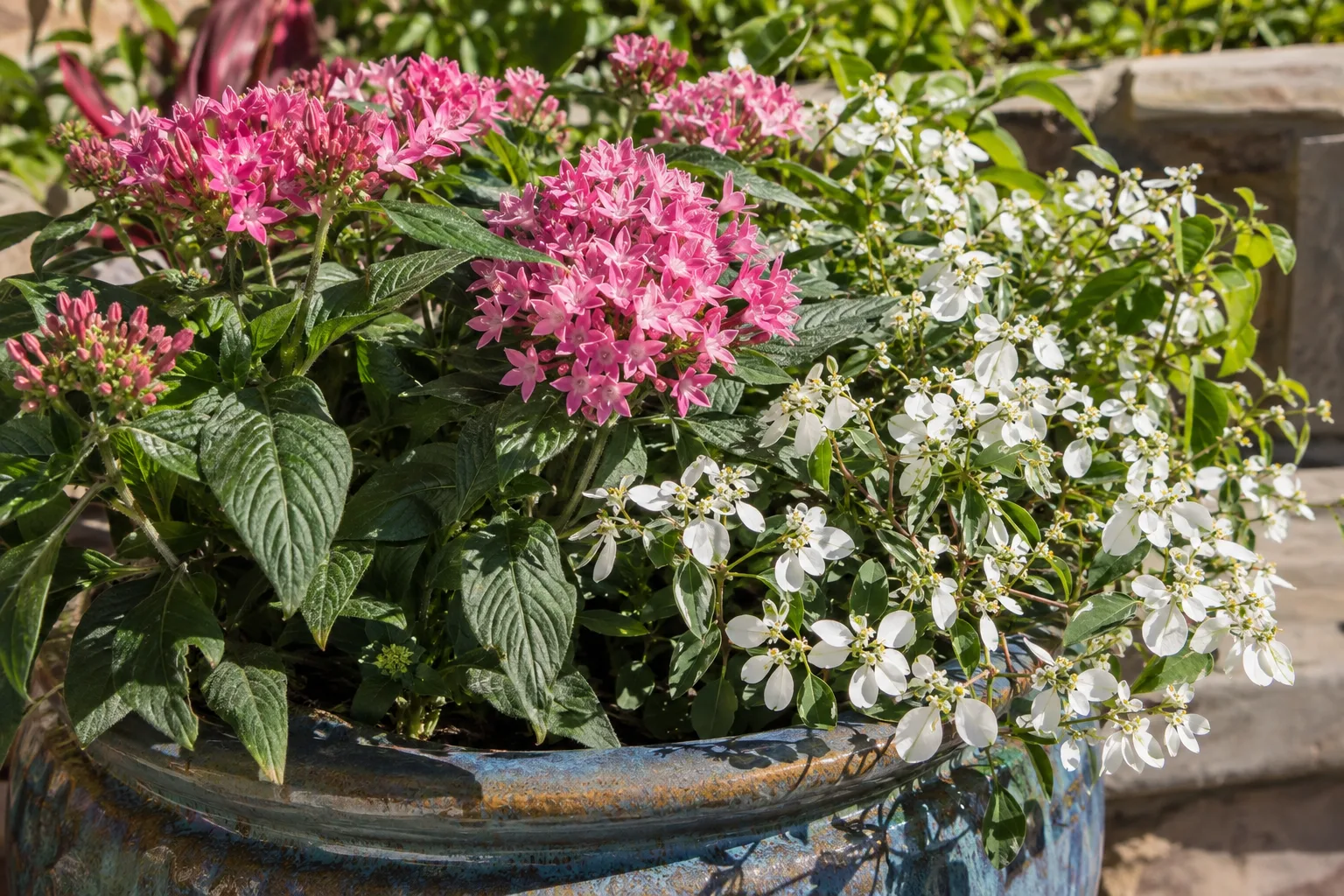 Pink pentas and white euphorbia blooming together in a ceramic pot in bright sun