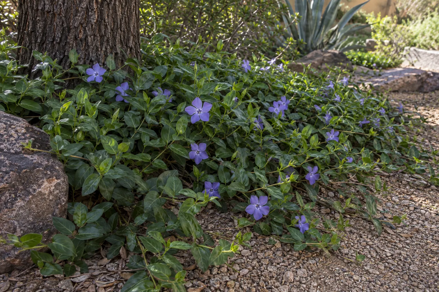 Periwinkle vine groundcover with glossy dark green leaves and blue-violet flowers in shade