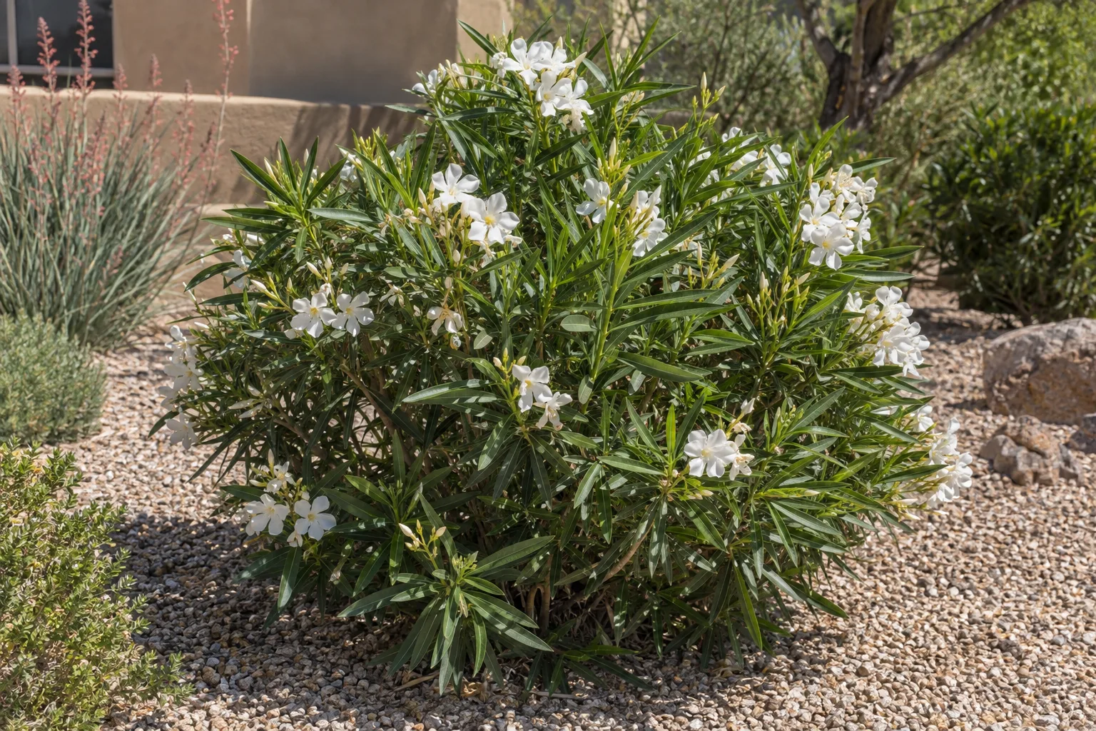 Petite white oleander, a compact rounded shrub with narrow dark green leaves and white flower clusters