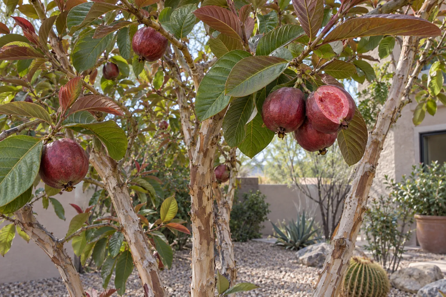 Philippine Red guava with reddish-bronze leaves and dark red fruit, one split open showing pink-red flesh