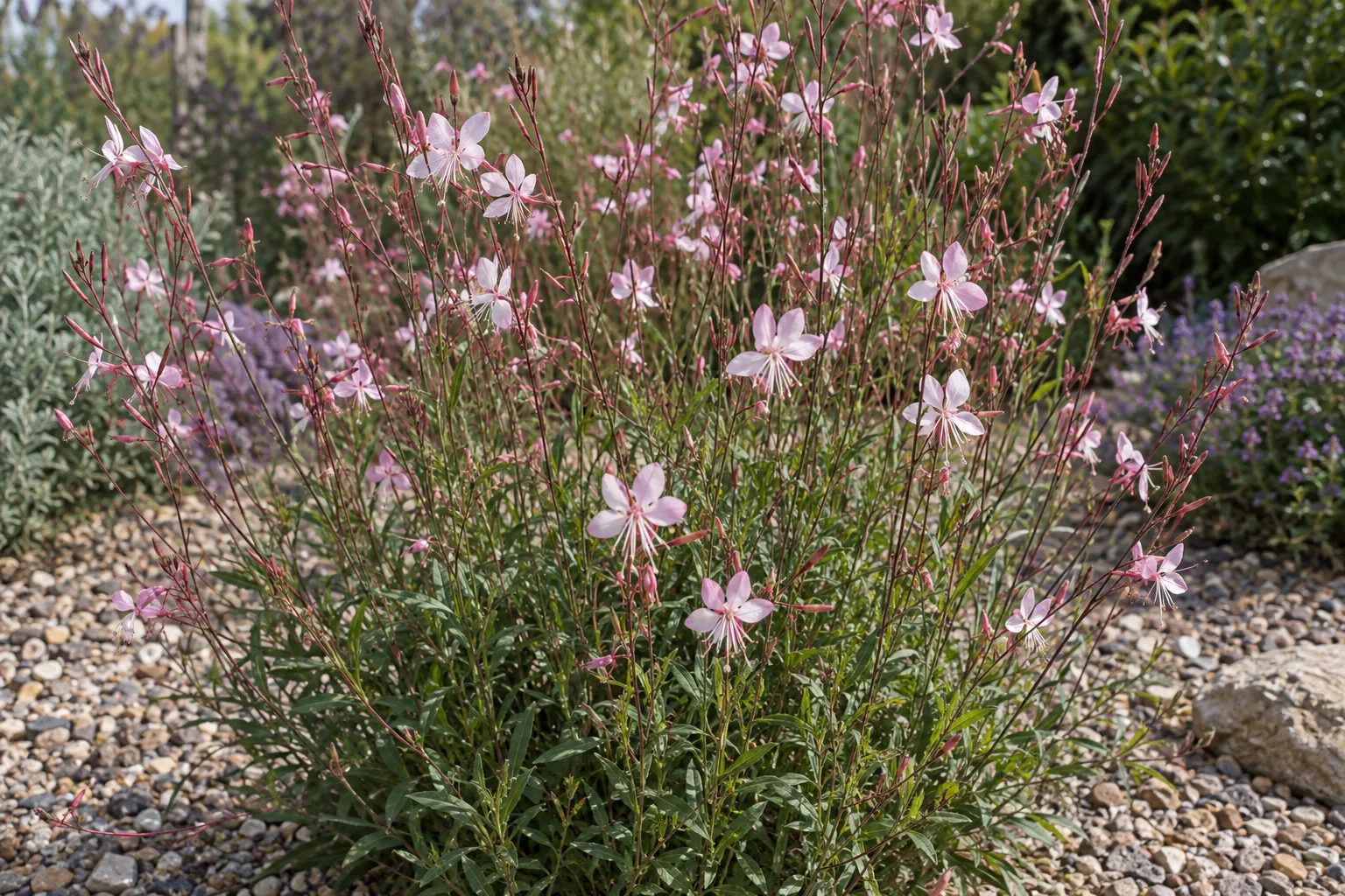 Pink gaura with soft pink flowers on thin swaying wands above a low mound of green leaves