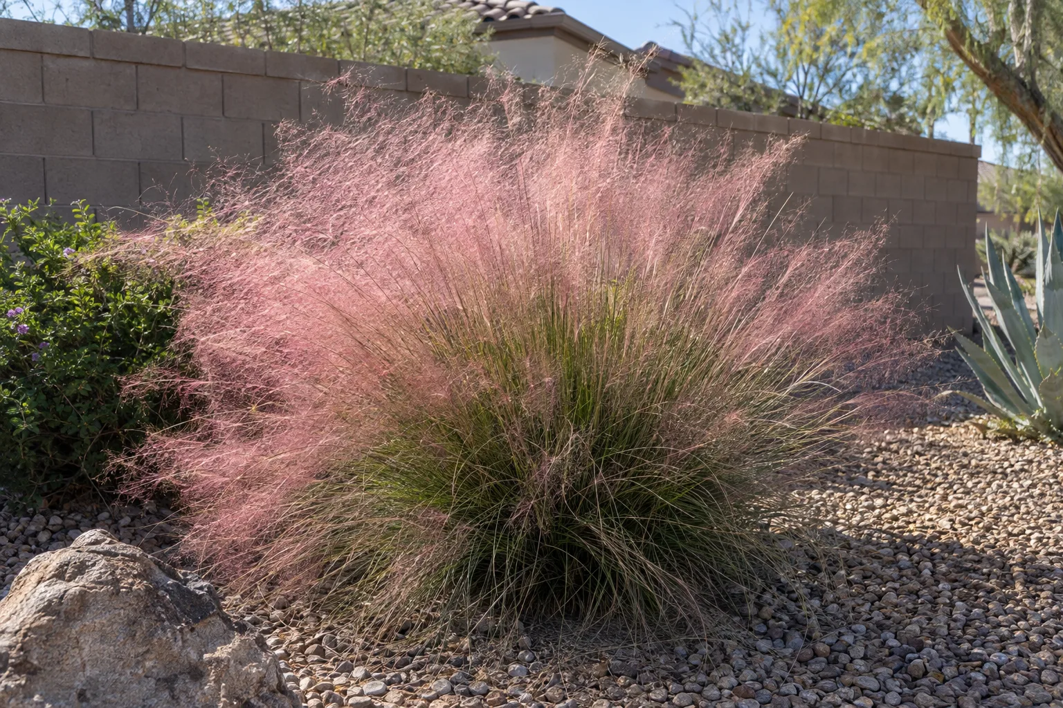 Pink muhly clump covered in rosy plumes in front of a tan wall