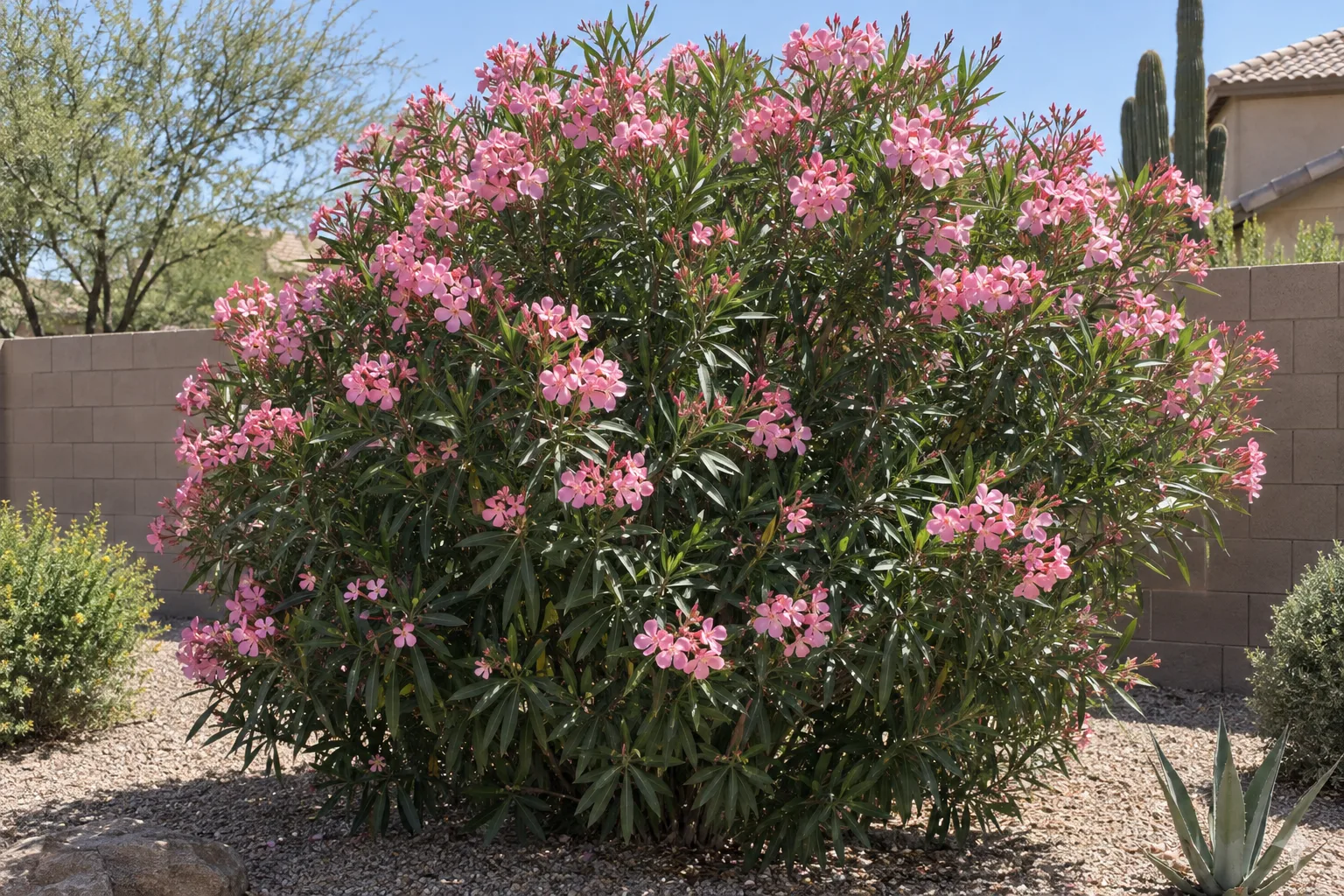 Pink oleander, a large rounded evergreen shrub with narrow dark green leaves and pink flower clusters