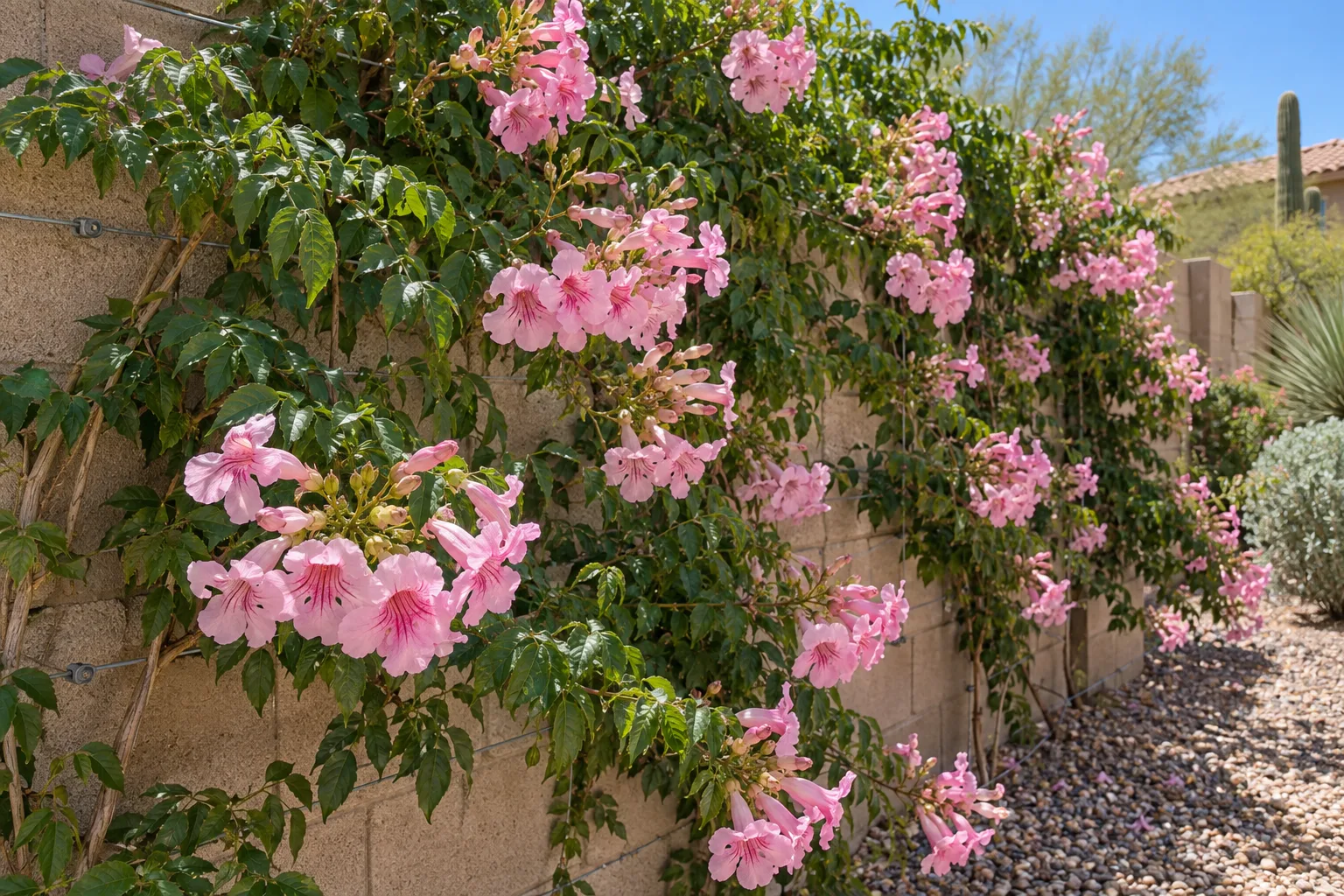 Pink trumpet vine on a wire trellis with large clusters of soft pink trumpet flowers