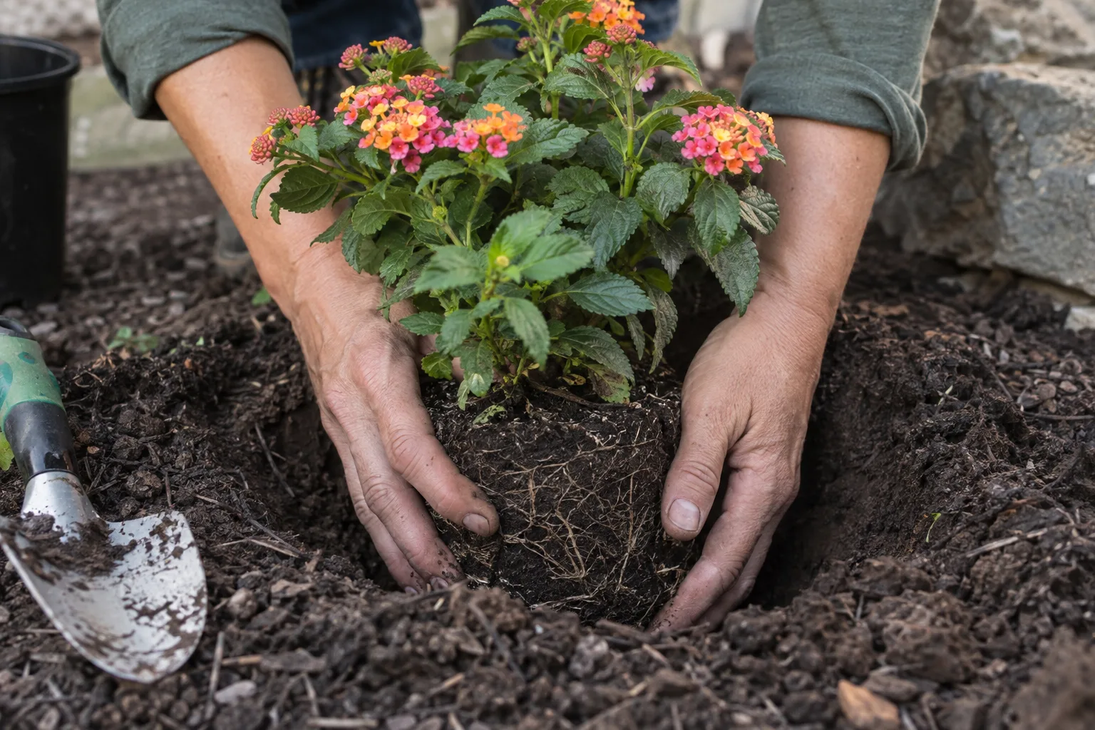 Gardener setting a lantana root ball level with surrounding desert soil in a wide hole