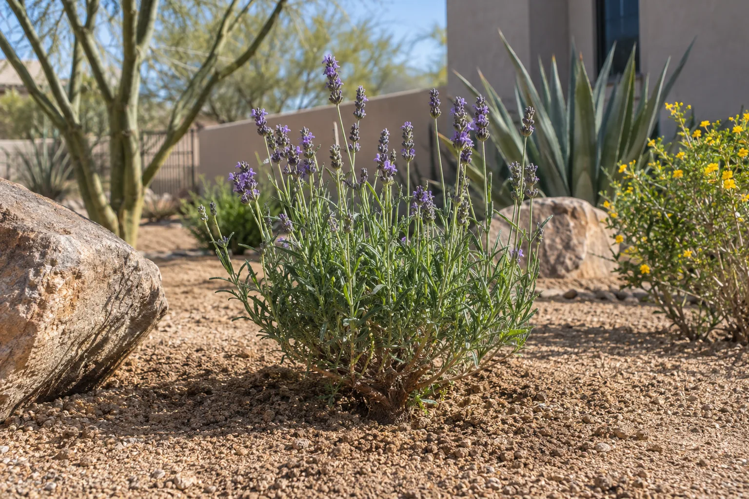 Young lavender plant set high on a mound with decomposed granite mulch around it