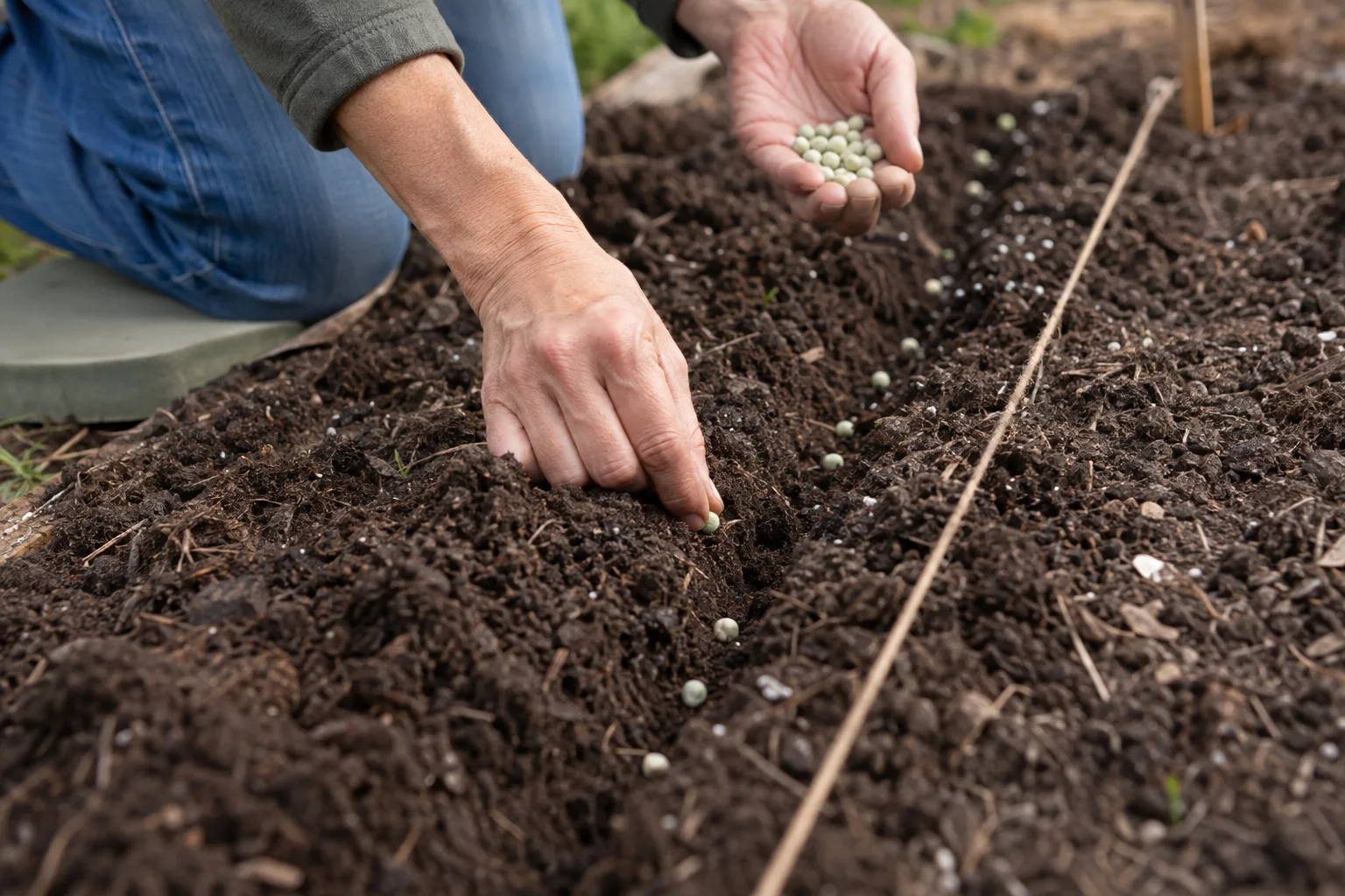 Gardener pressing pea seeds one inch deep into compost-amended soil in a garden row