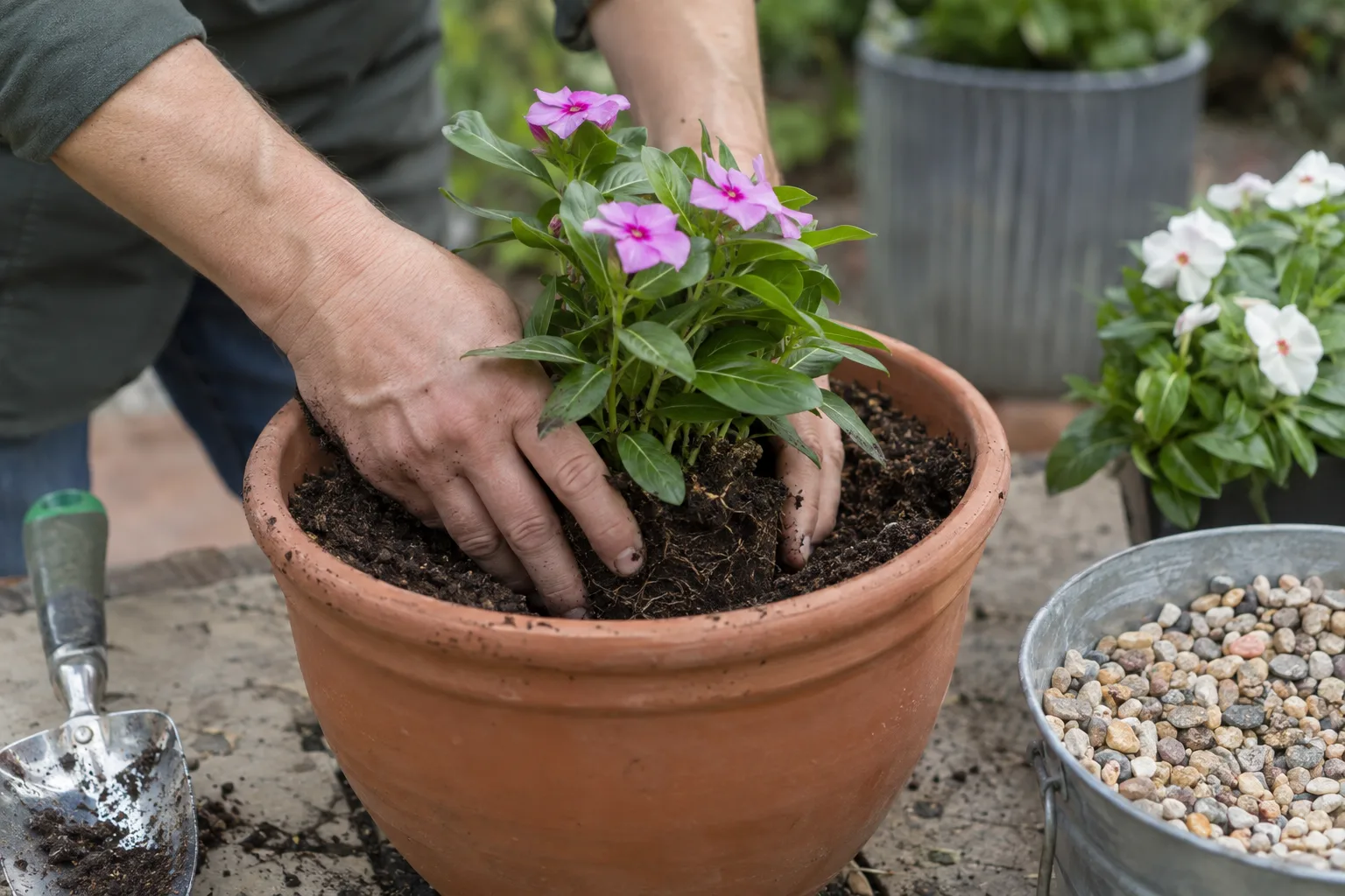 Gardener planting a vinca transplant into fresh potting mix at Desert Horizon Nursery in Queen Creek