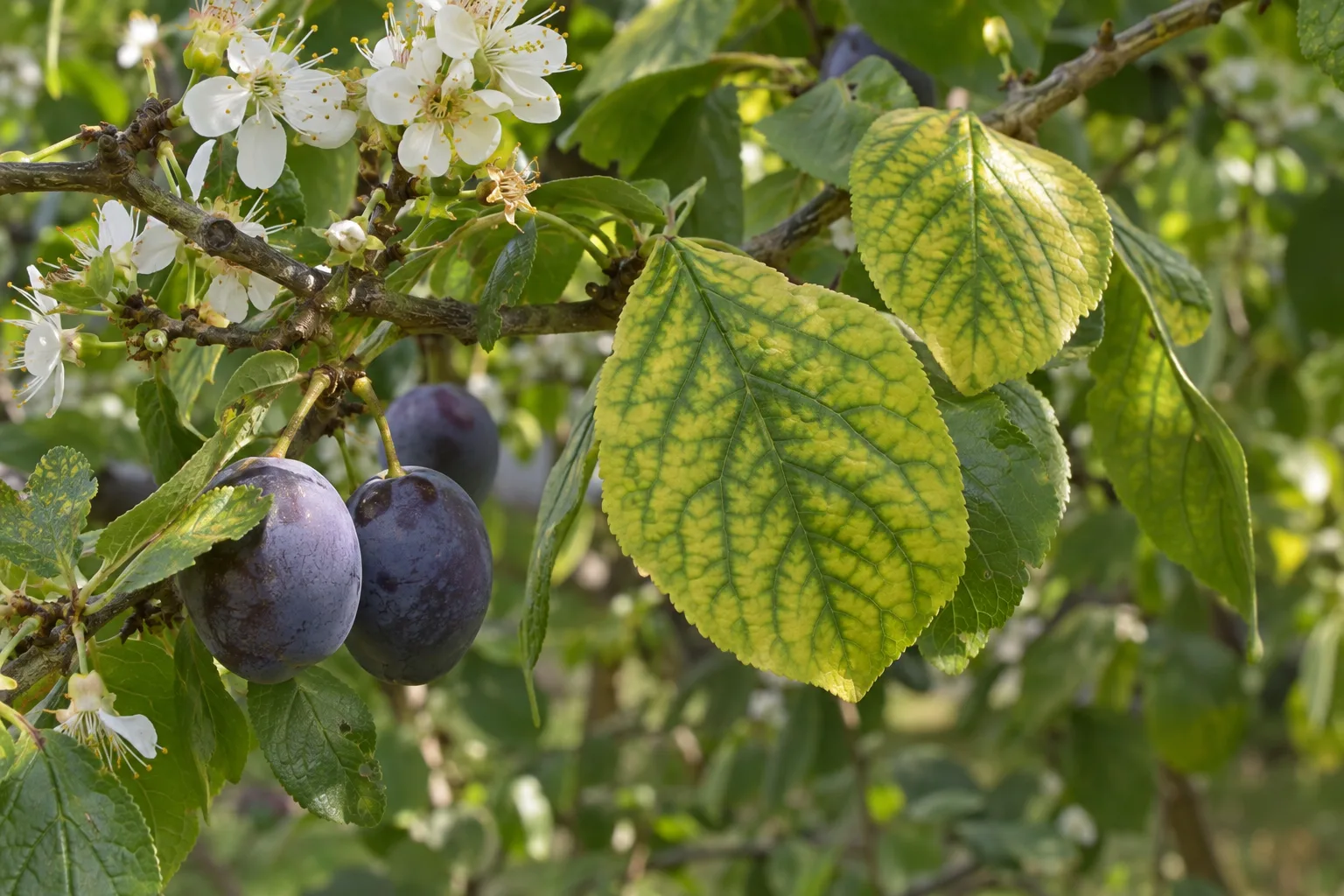 Plum leaves with yellow tissue and green veins showing iron chlorosis