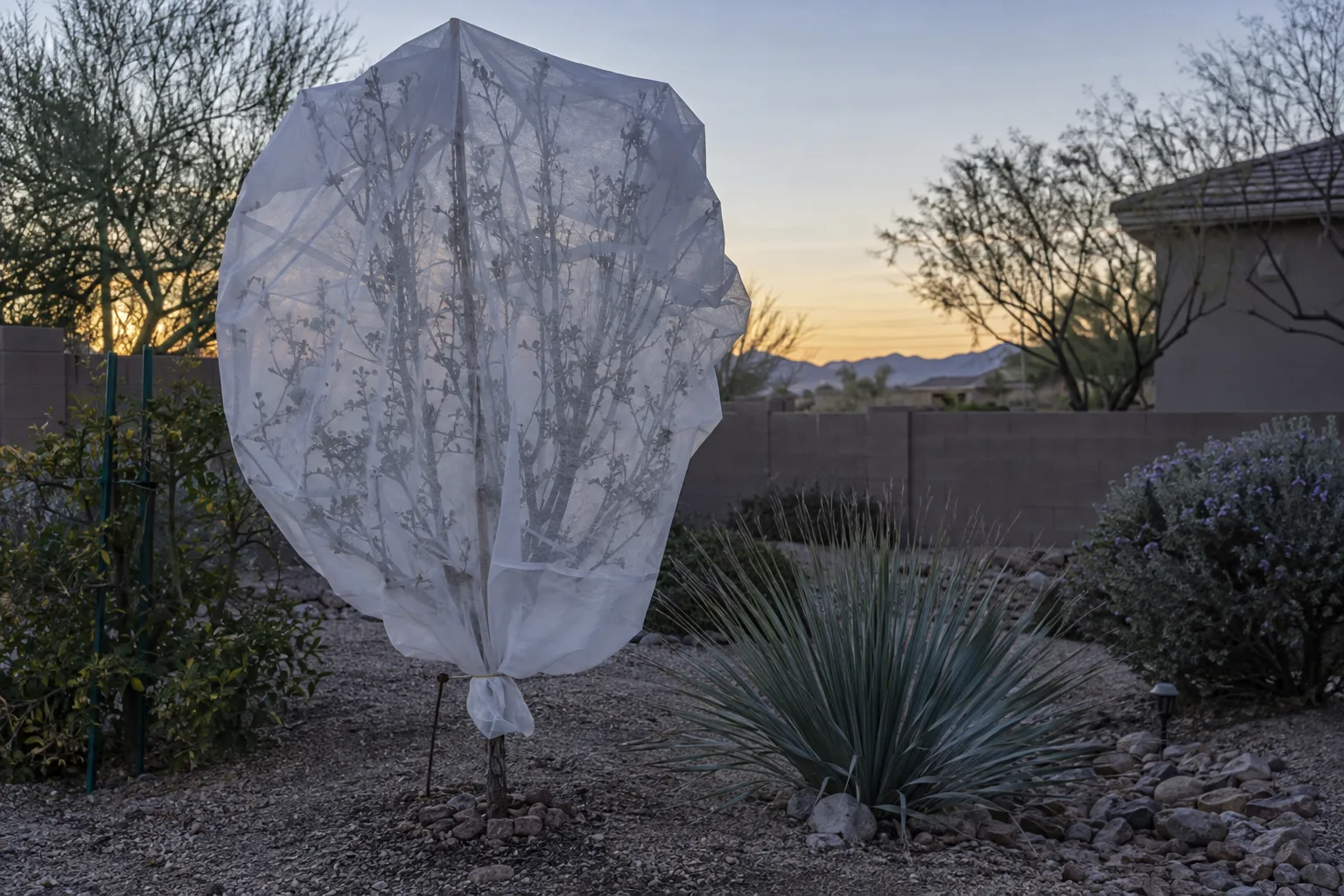 Plum tree draped with frost cloth in a Queen Creek backyard before a freeze