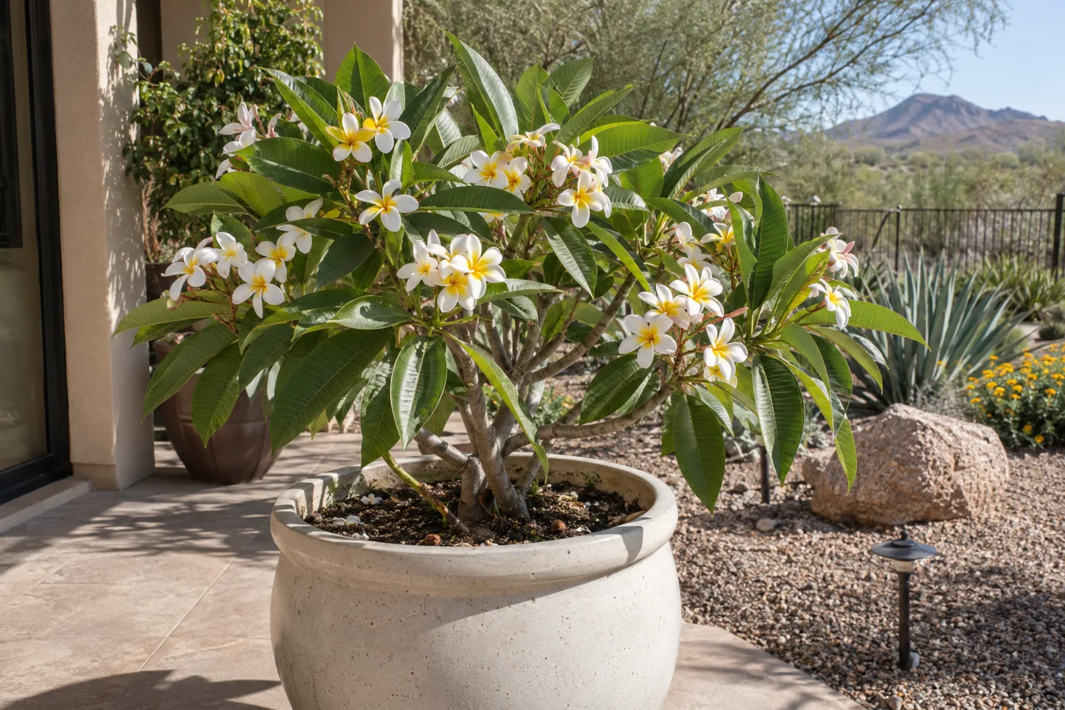 Potted plumeria with pink and white blooms on a sunny Arizona patio